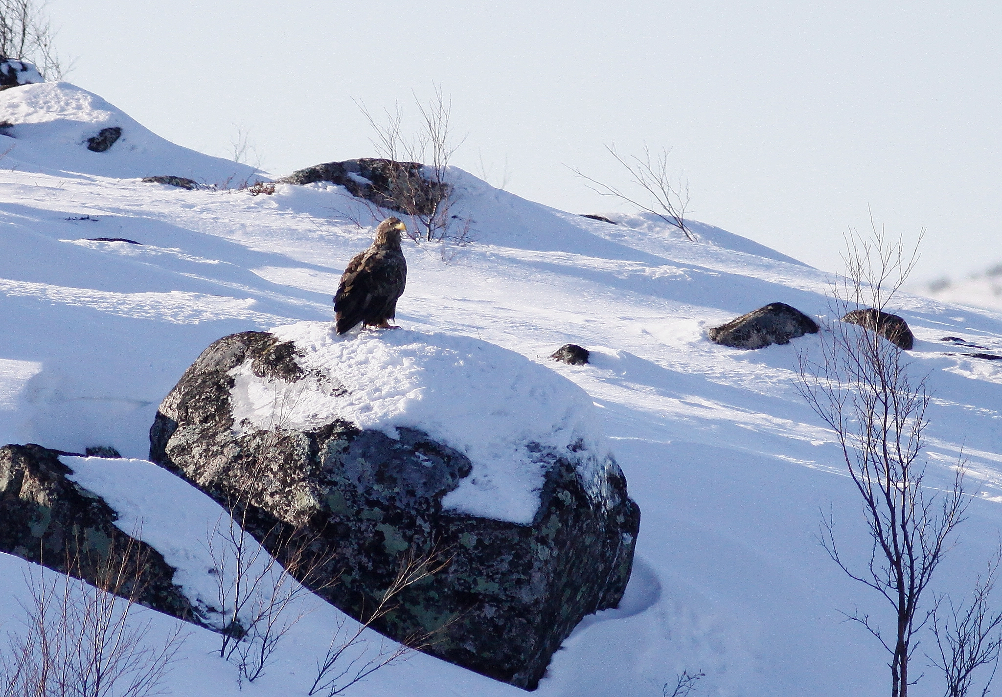 Canon EOS 50D + Canon EF 300mm F4L IS USM sample photo. White-tailed eagle photography