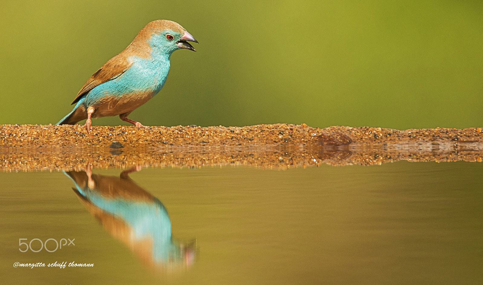 Tamron SP 150-600mm F5-6.3 Di VC USD sample photo. Astrilde blu ... photography