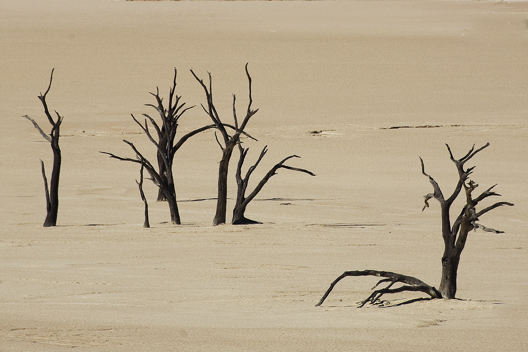 Canon EF 100-400mm F4.5-5.6L IS USM sample photo. Nabmib dead vlei photography