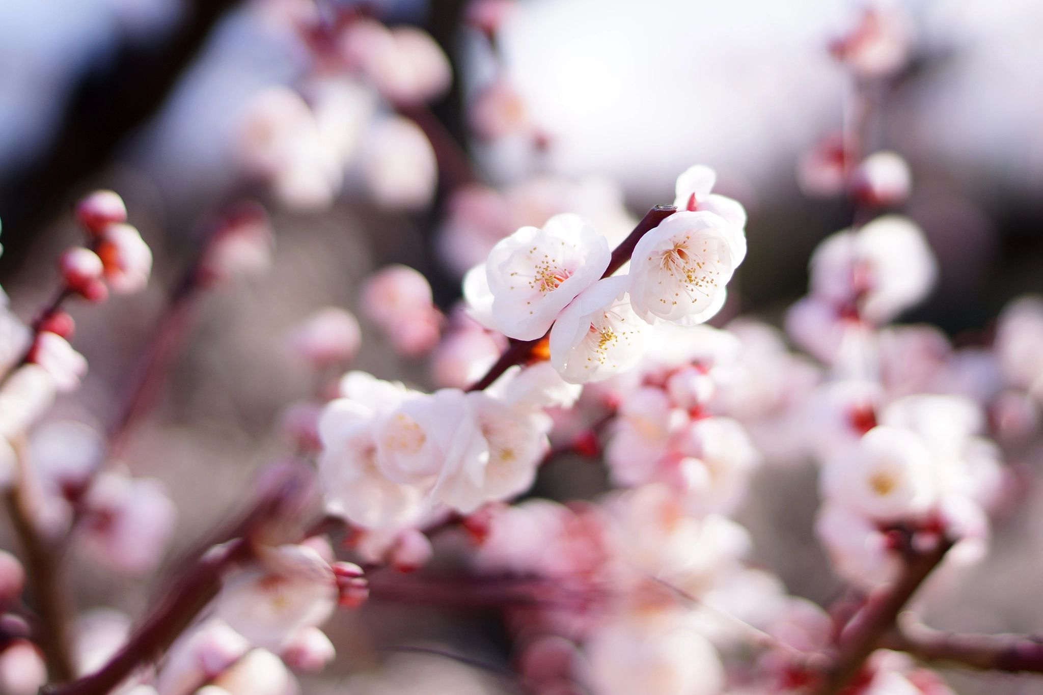 Sony Alpha NEX-6 + Sony Distagon T* FE 35mm F1.4 ZA sample photo. Plum flower photography