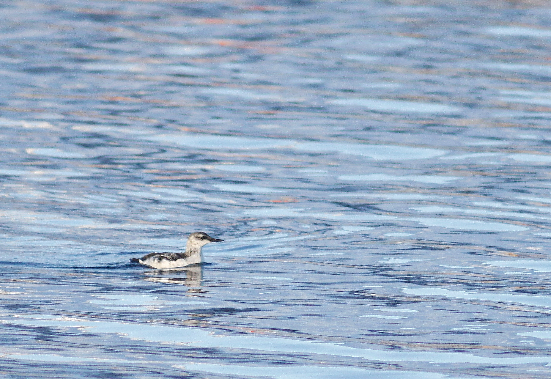 Canon EOS 50D + Canon EF 300mm F4L IS USM sample photo. Black guillemot photography