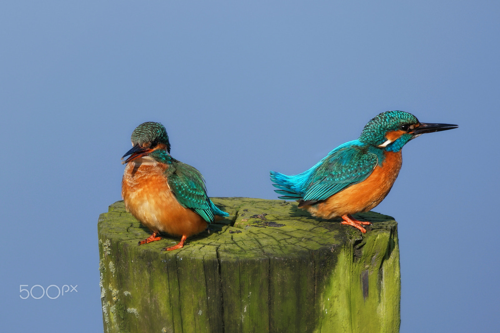 Samsung NX500 + NX 50-200mm F4-5.6 sample photo. Kingfishers.... photography