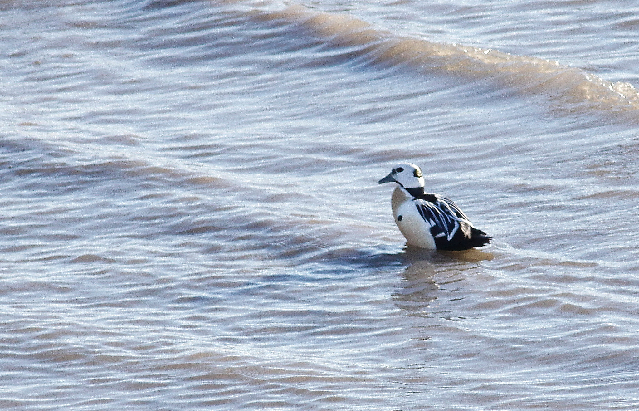 Canon EOS 50D + Canon EF 300mm F4L IS USM sample photo. Steller's eider photography