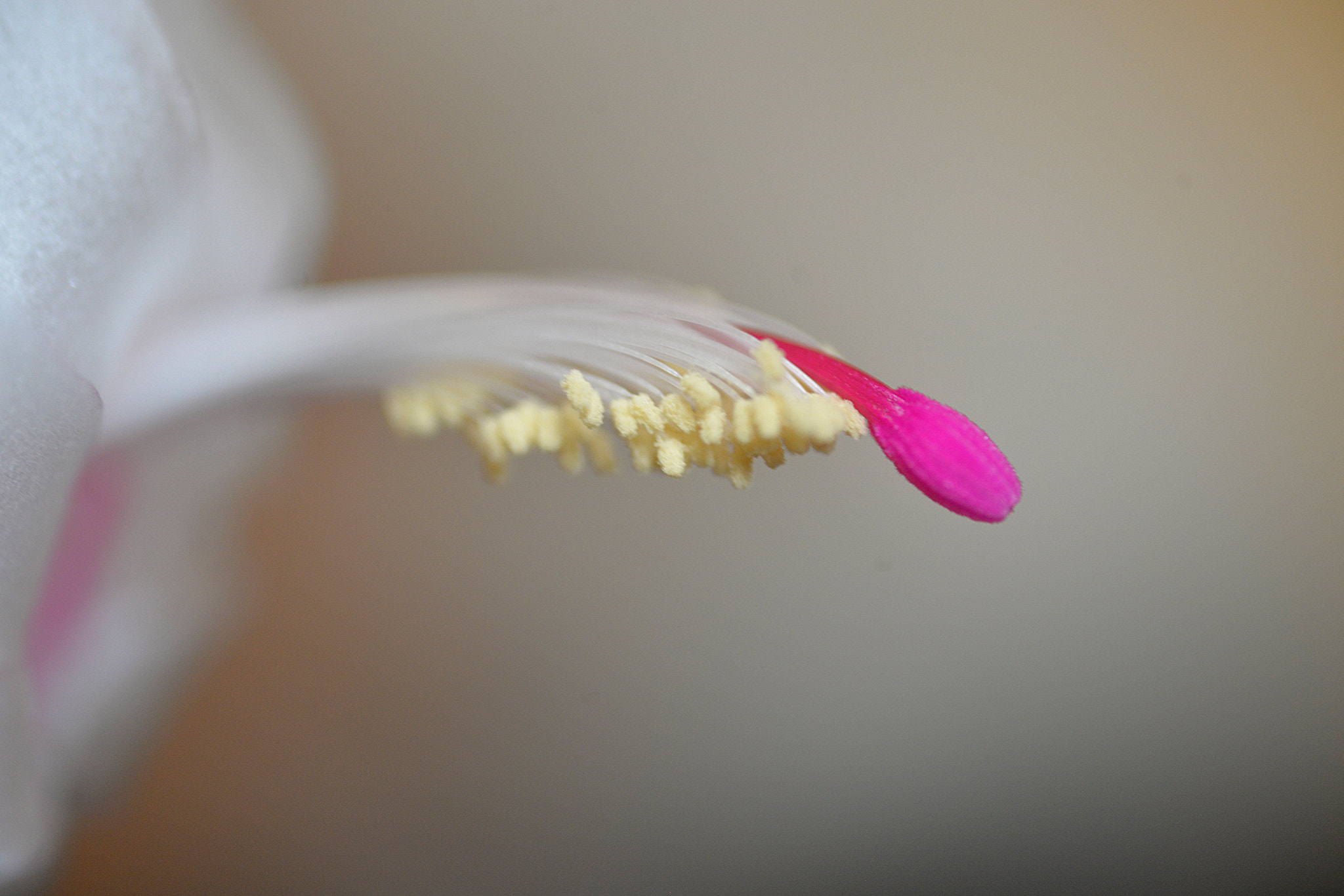 AF Micro-Nikkor 60mm f/2.8 sample photo. New photography