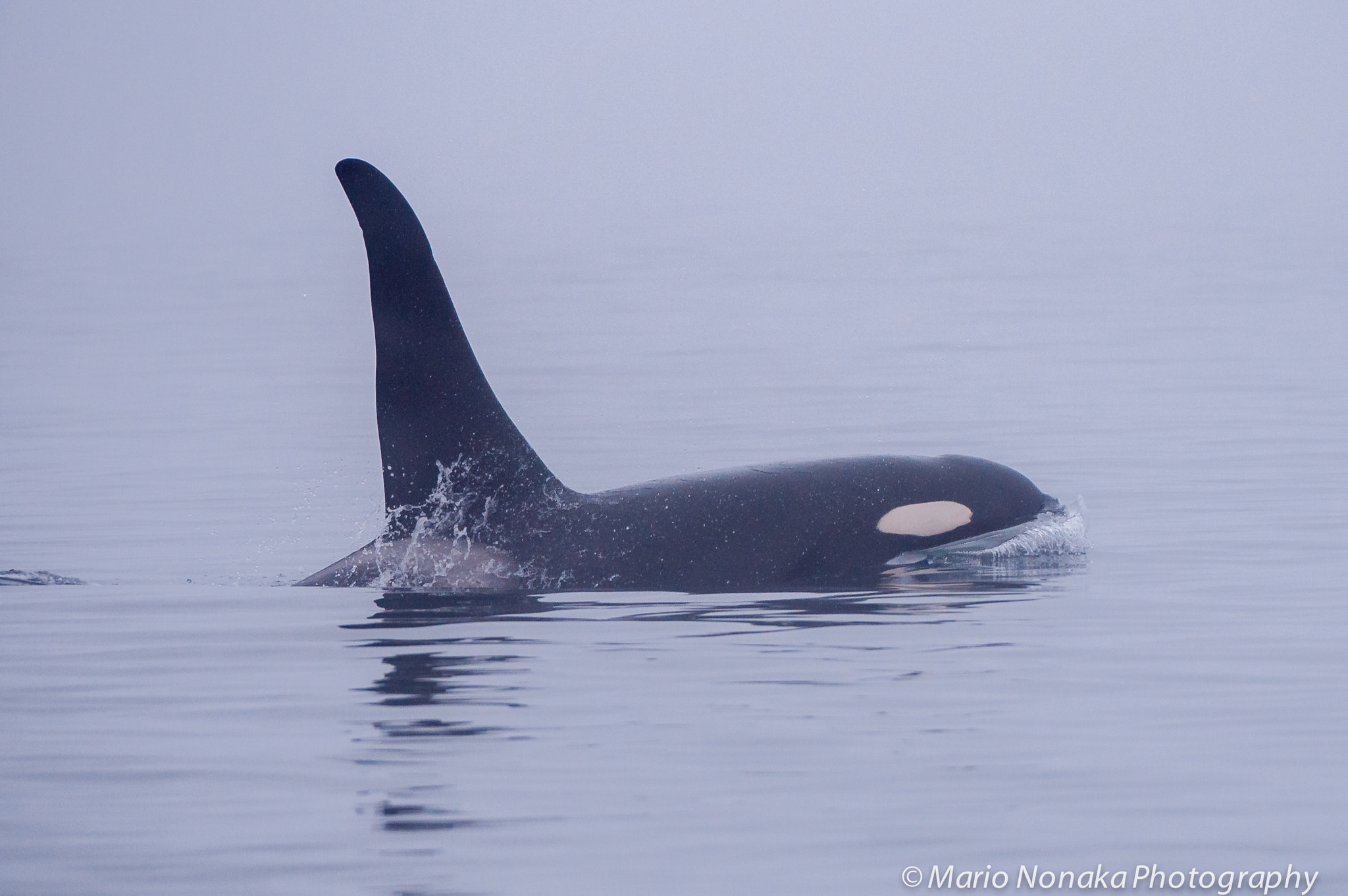 Nikon AF-S Nikkor 200-400mm F4G ED-IF VR sample photo. Big orca photography