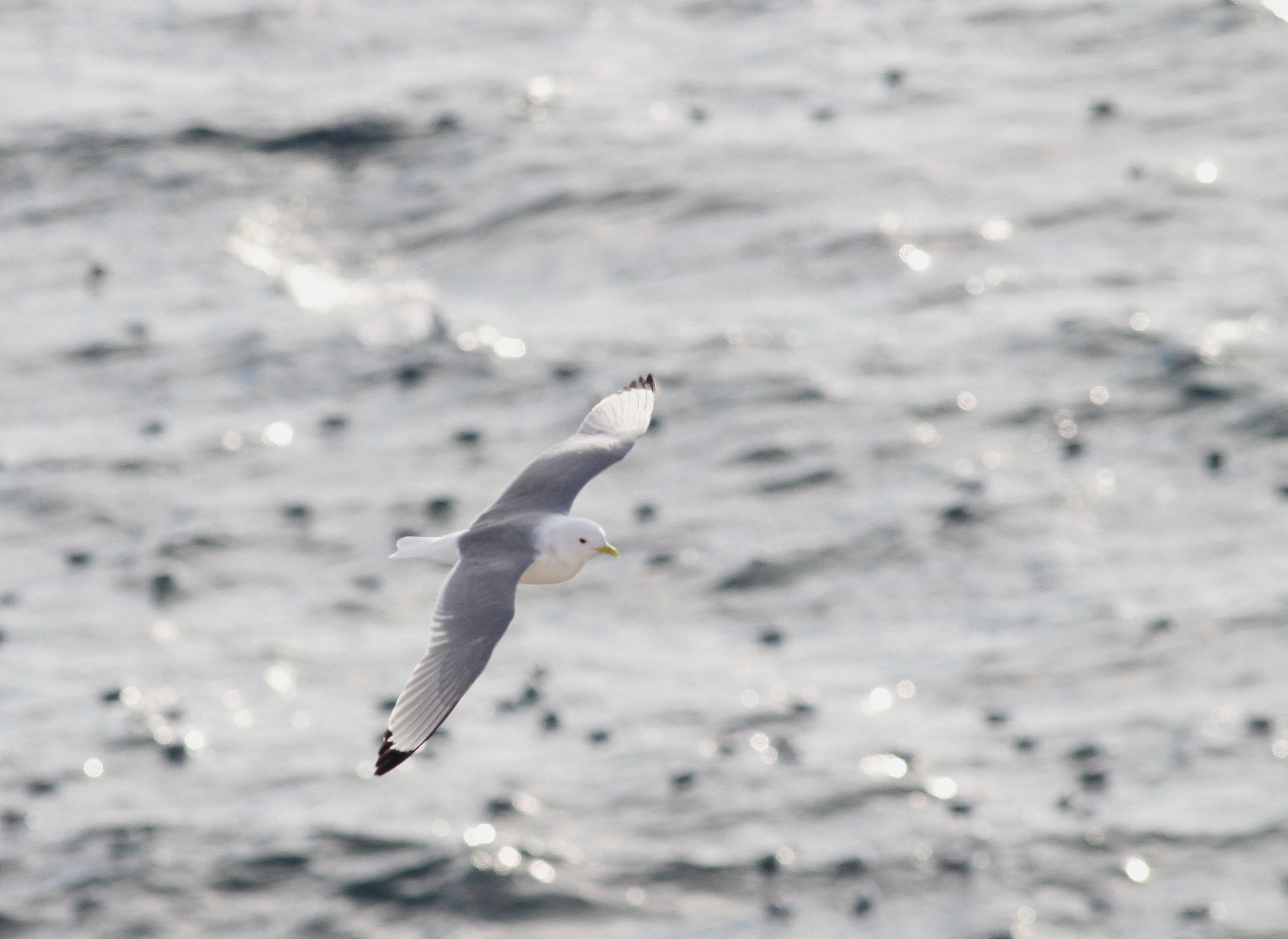 Canon EOS 50D + Canon EF 300mm F4L IS USM sample photo. Kittiwake photography