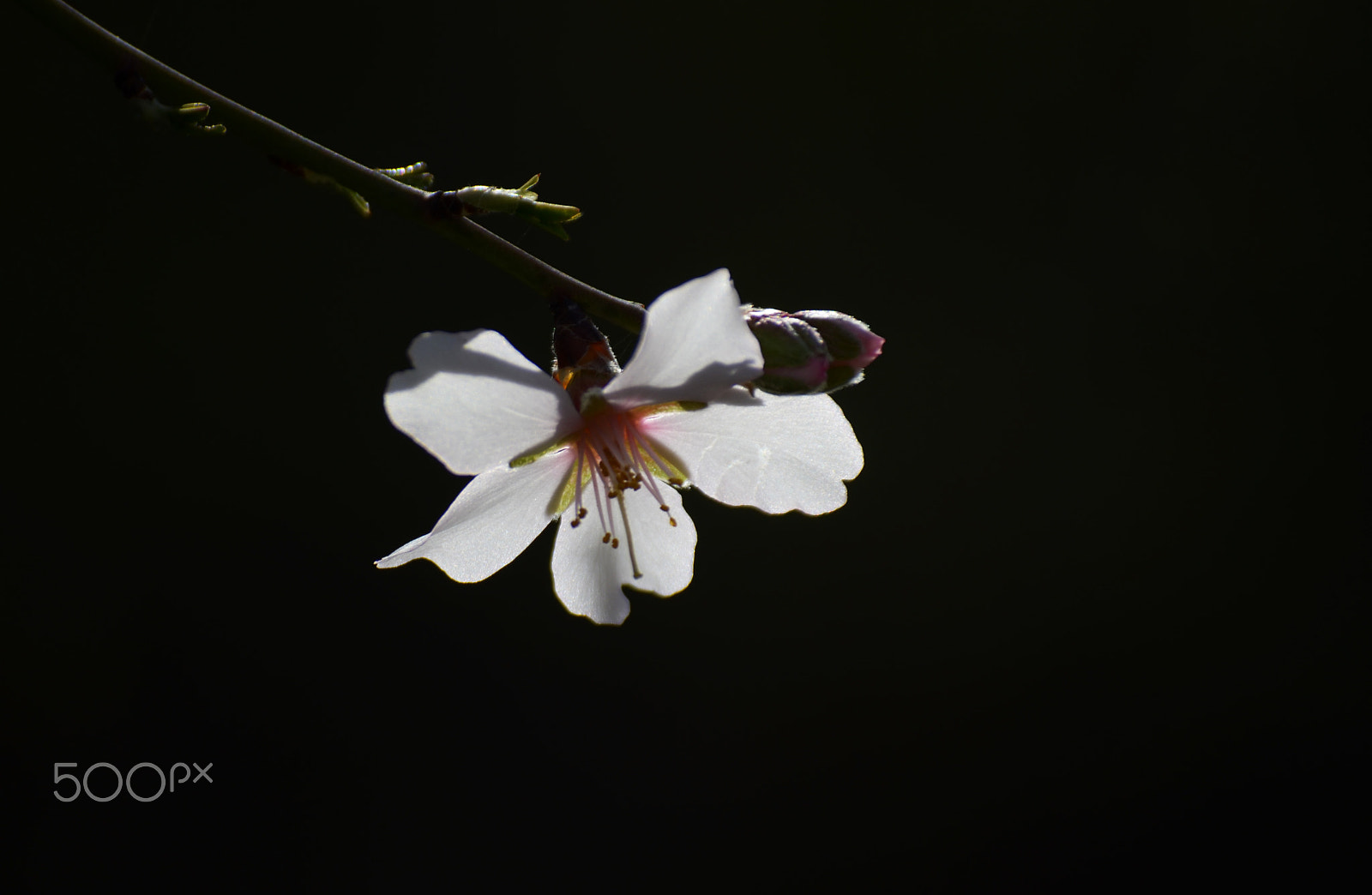 Zeiss Milvus 35mm f/2 sample photo. Touch me! photography