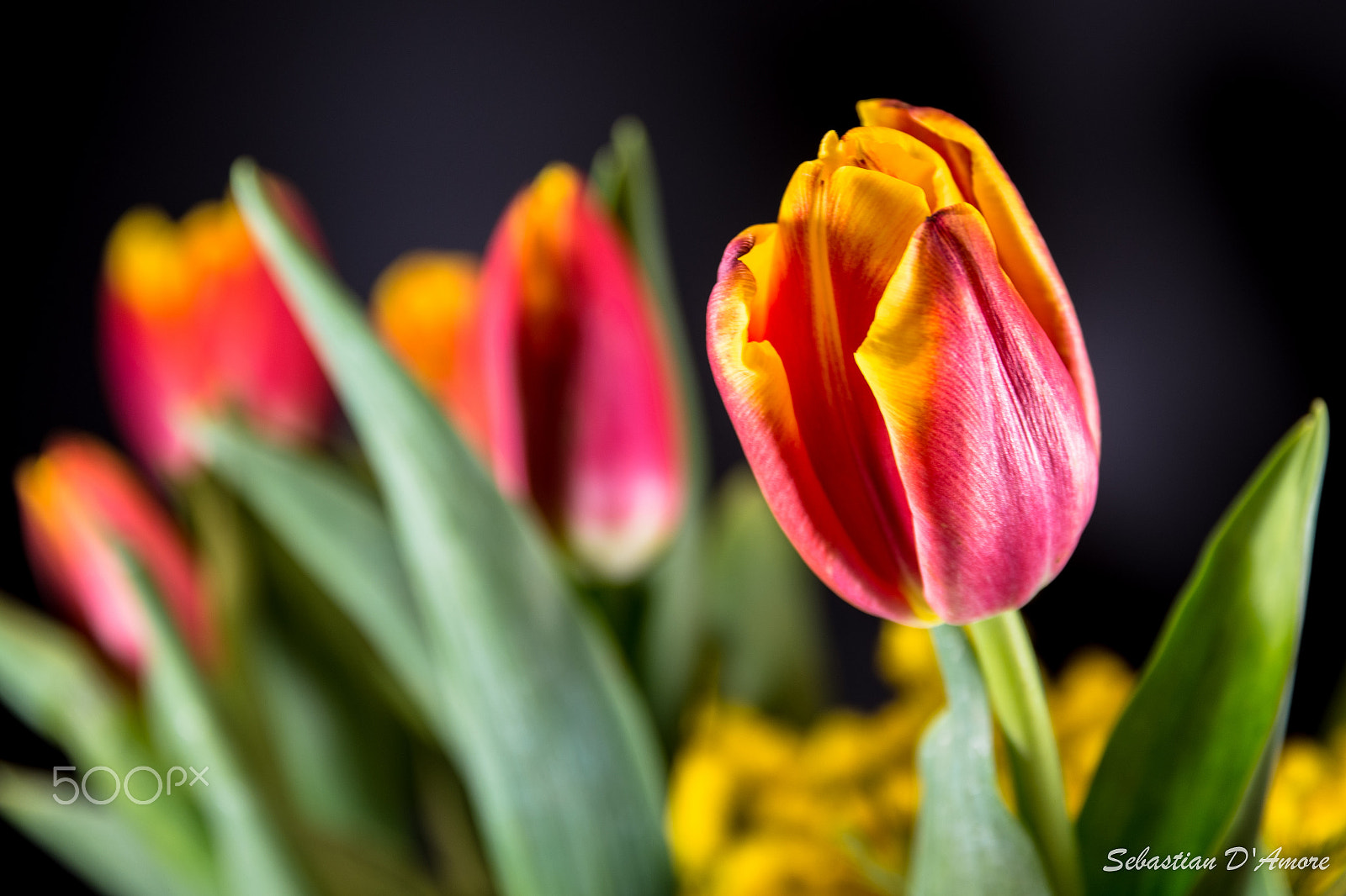 Nikon D7200 + Sigma 17-70mm F2.8-4 DC Macro OS HSM | C sample photo. Tulip photography