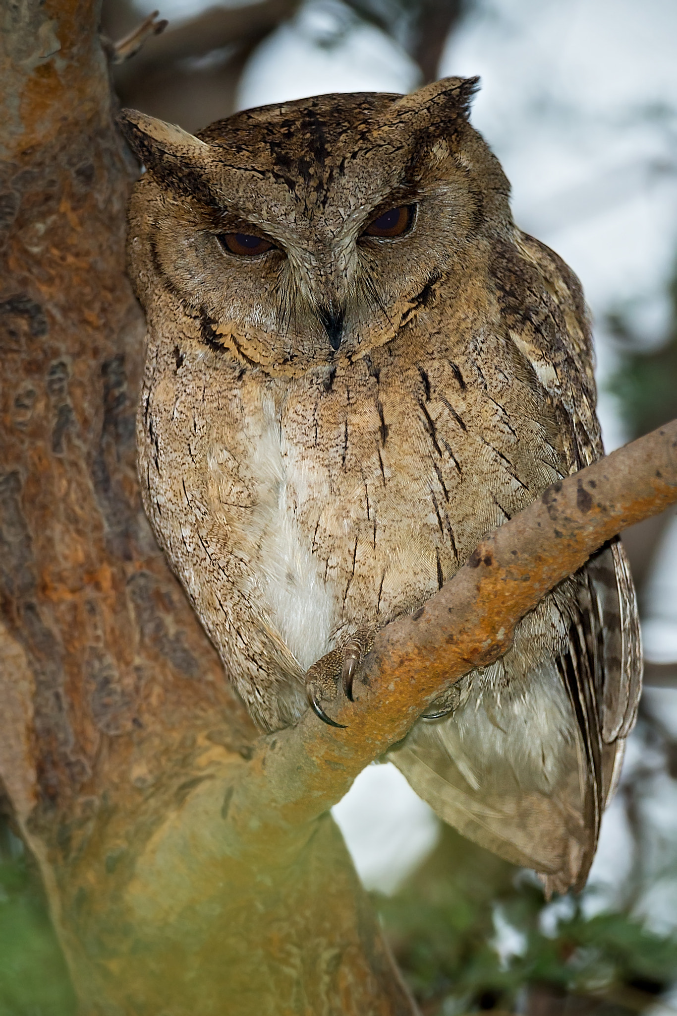 Nikon D4 + Sigma 24-60mm F2.8 EX DG sample photo. Indian scops owl (  formarly thought to be included within collared scops owl) otus bakkamoena... photography