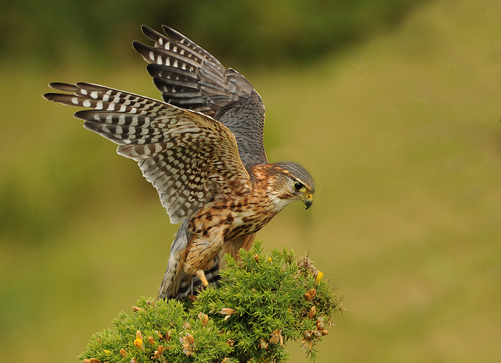 Sigma 50-500mm F4.5-6.3 DG OS HSM sample photo. Merlin photography