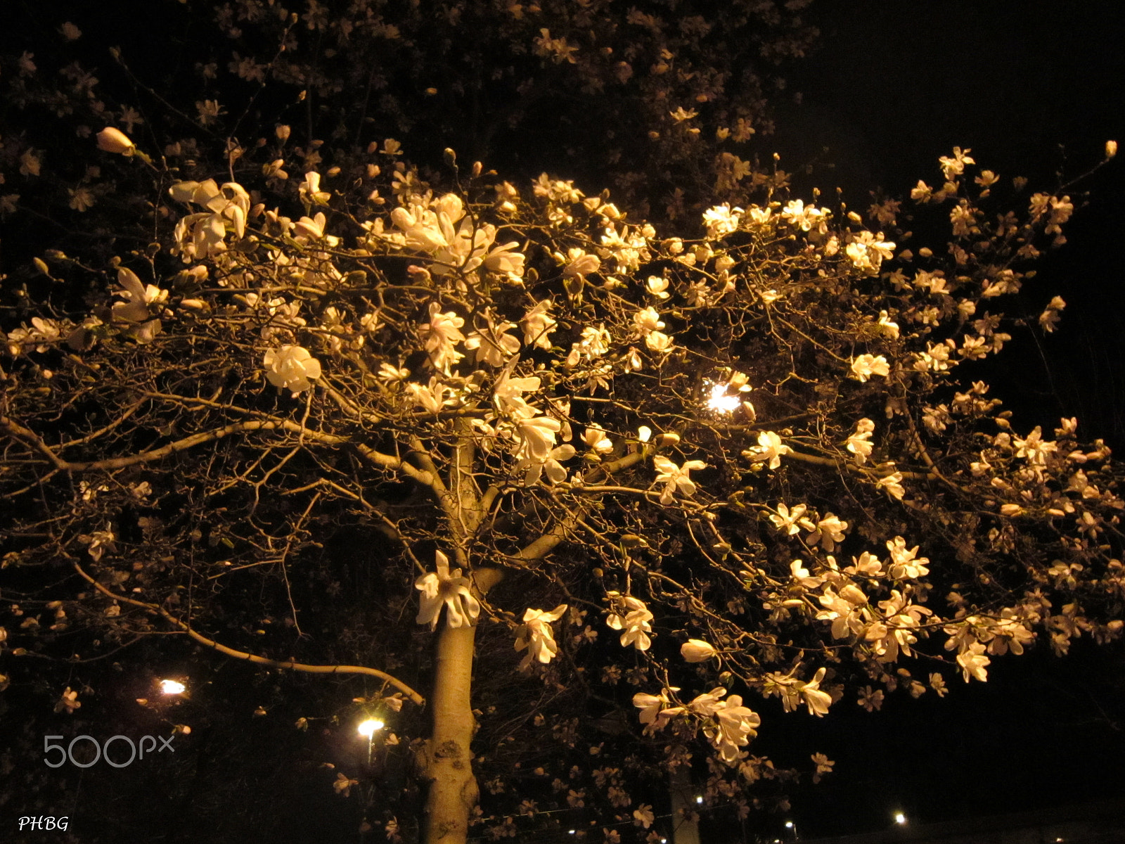 Canon PowerShot A3200 IS sample photo. 3638phbg photography