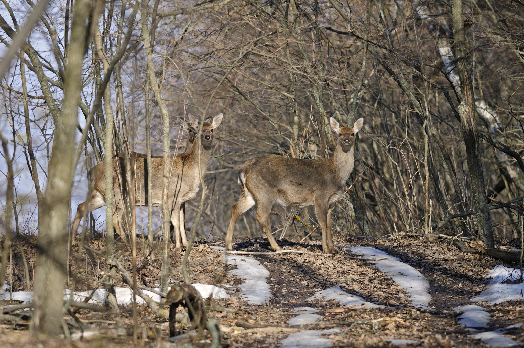 Nikon D300S + Nikon AF-S Nikkor 300mm F4D ED-IF sample photo. Spring in the forest photography