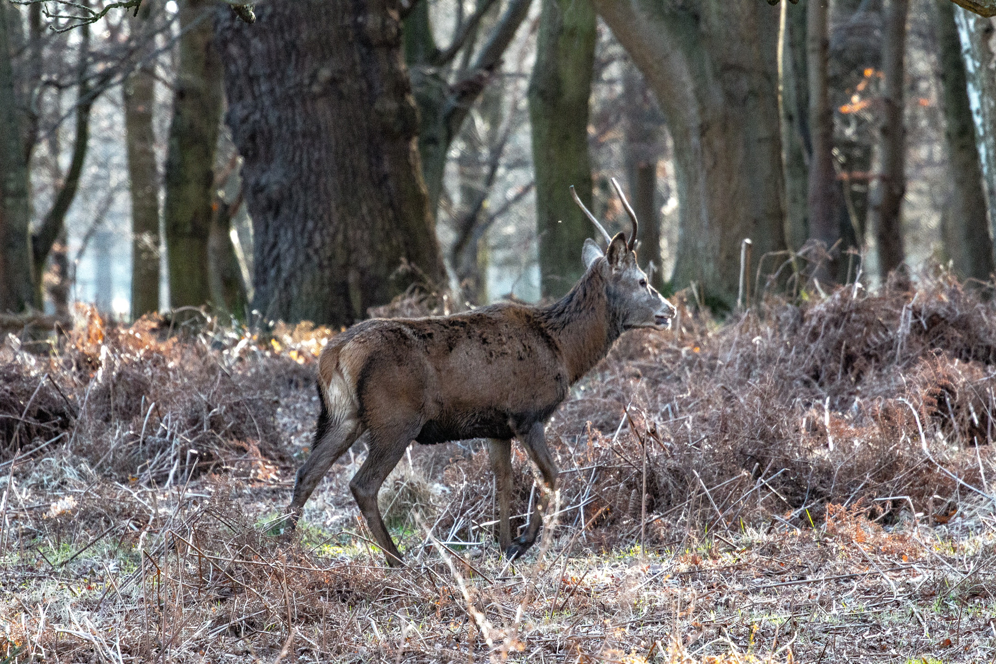Canon EF 70-200mm F4L USM sample photo. Deer photography
