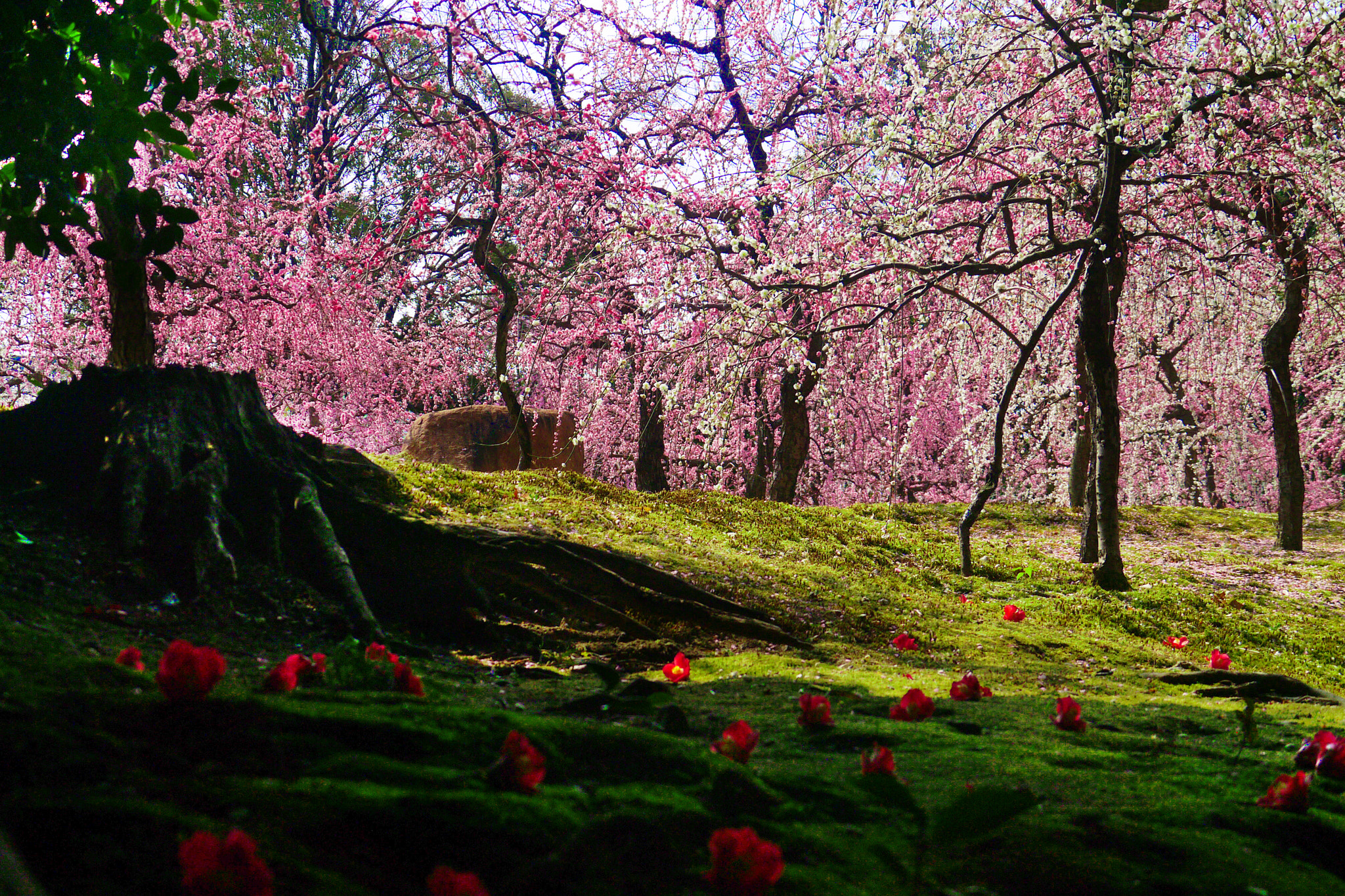 Panasonic Lumix DMC-GX1 + Panasonic Lumix G Vario HD 14-140mm F4-5.8 OIS sample photo. Spring in kyoto photography