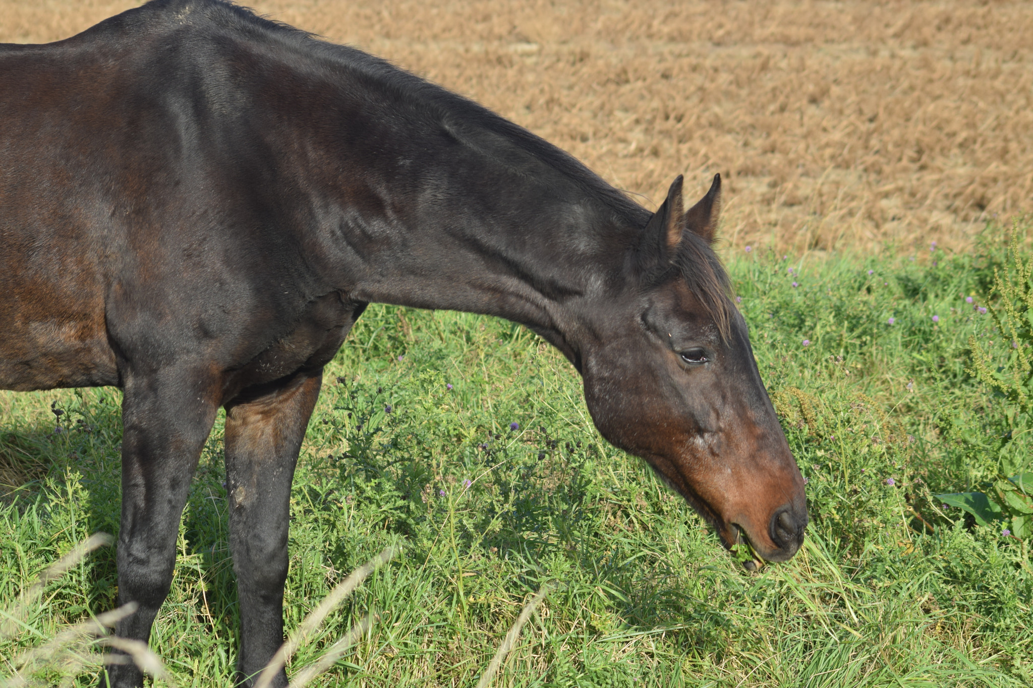 Sigma 70-300mm F4-5.6 APO Macro Super II sample photo. Horse photography