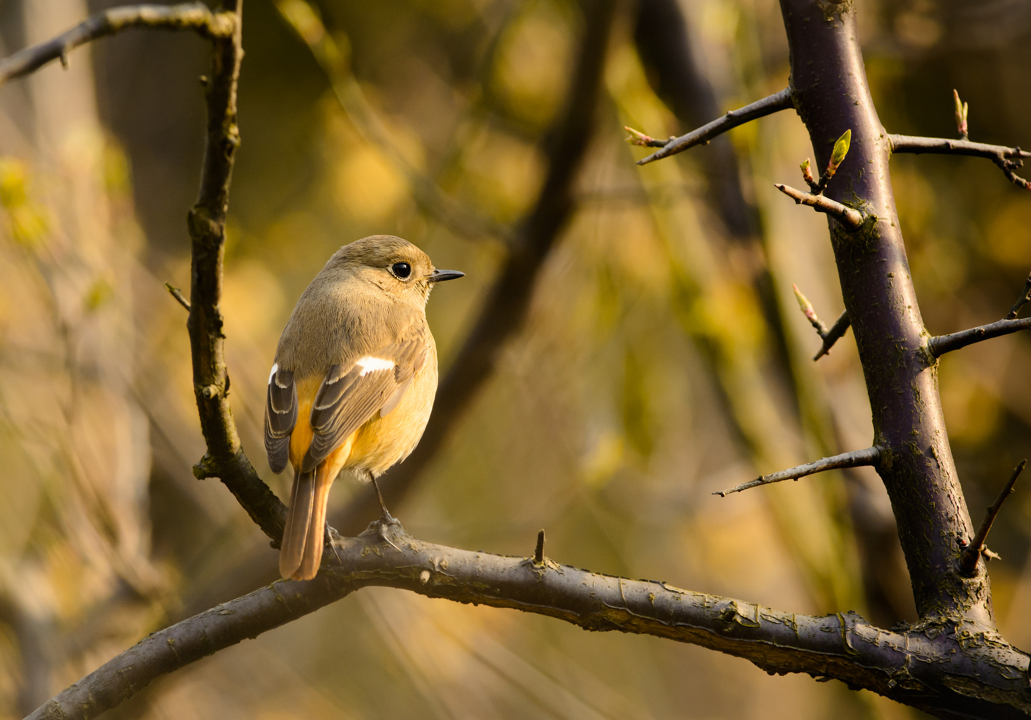 Nikon D5200 + Nikon AF-S Nikkor 300mm F4D ED-IF sample photo. Bird photography