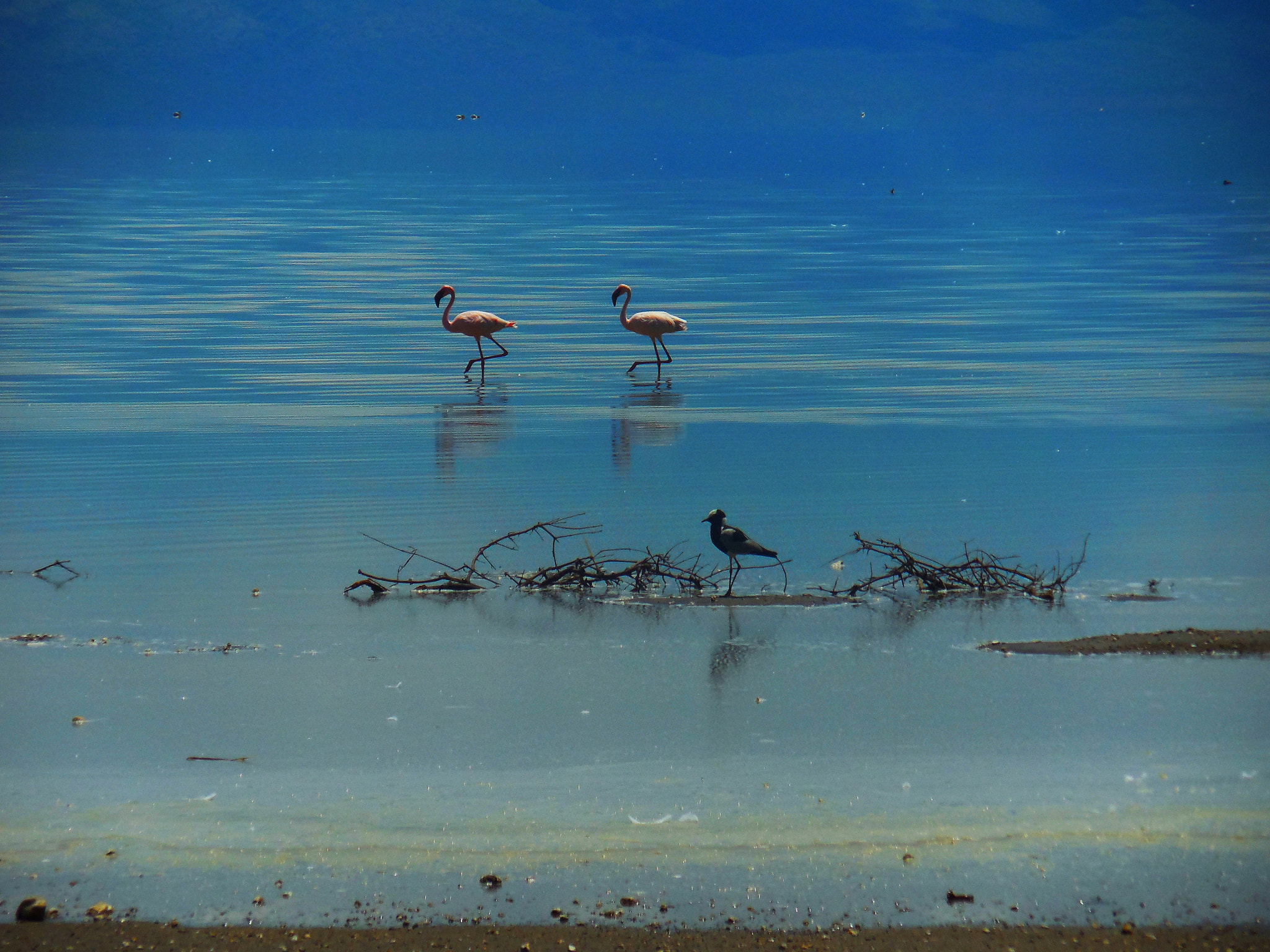 Nikon COOLPIX S6600 sample photo. Flamingos photography