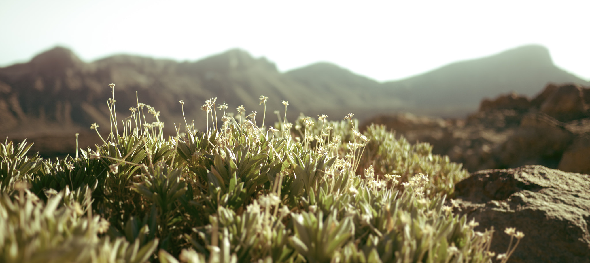 Panasonic Lumix DMC-GH1 + Panasonic Lumix G 20mm F1.7 ASPH sample photo. Las canadas del teide photography