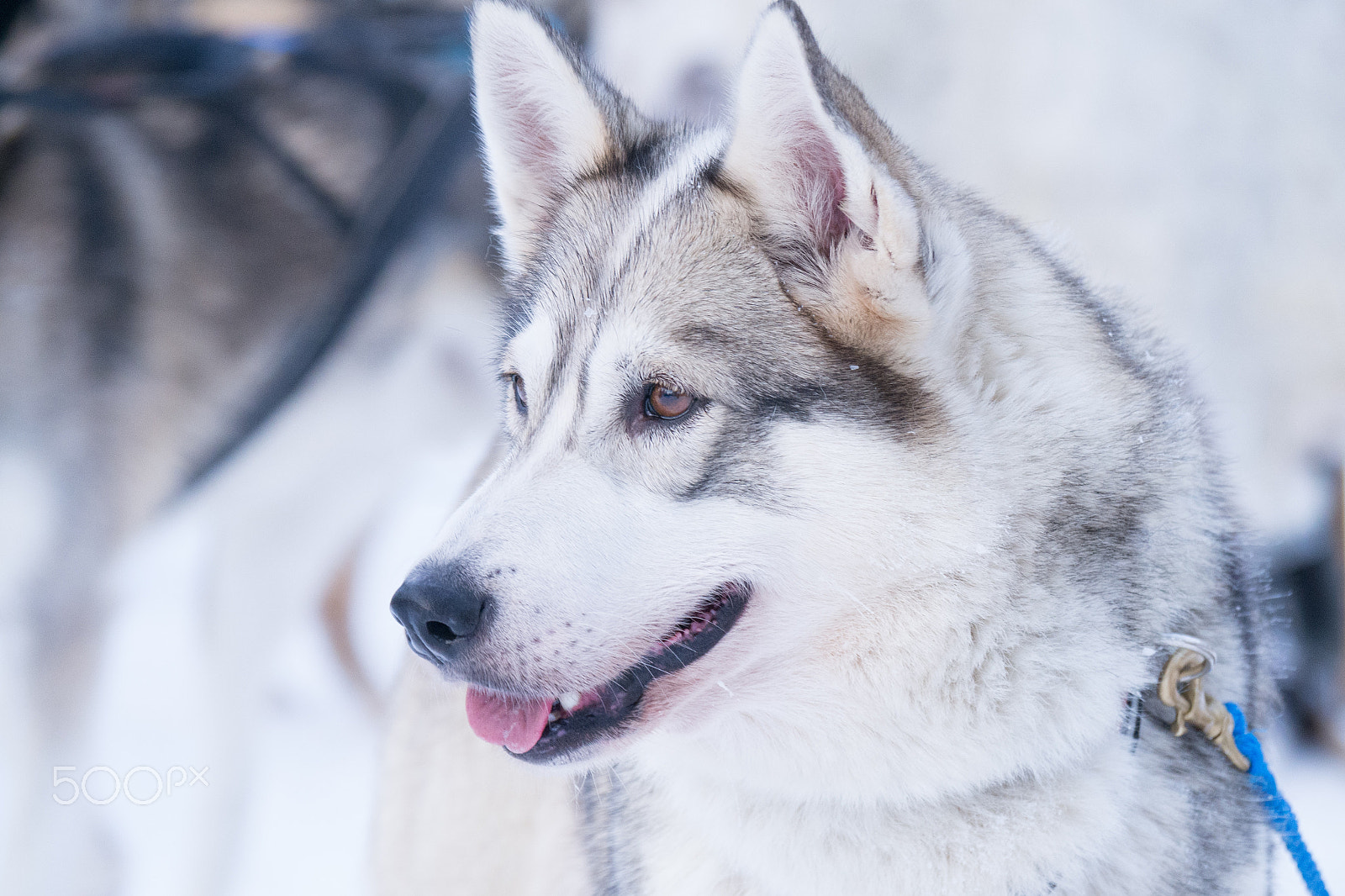 Olympus OM-D E-M5 sample photo. White siberian husky photography