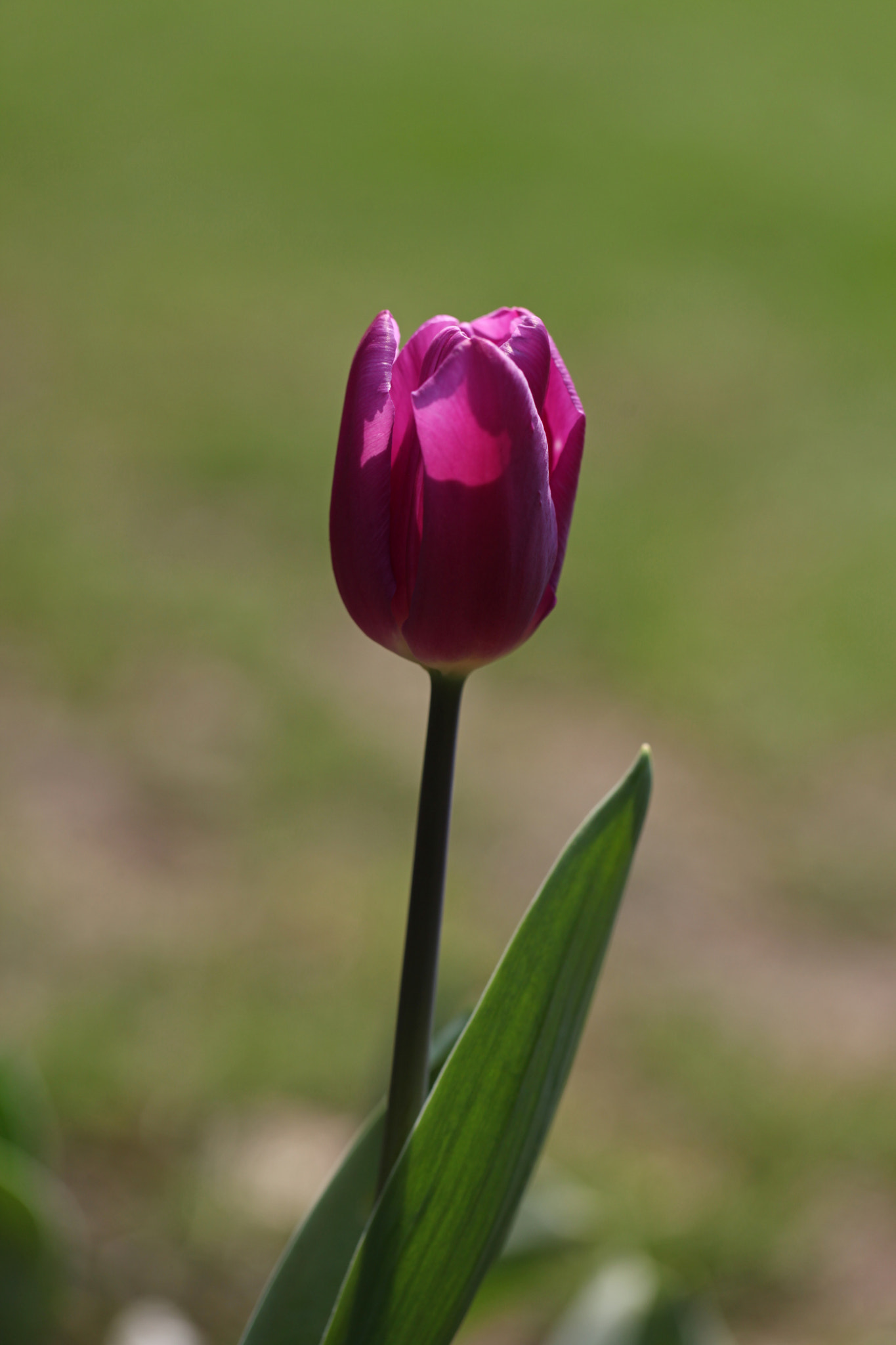 Canon EF-S 17-55mm F2.8 IS USM sample photo