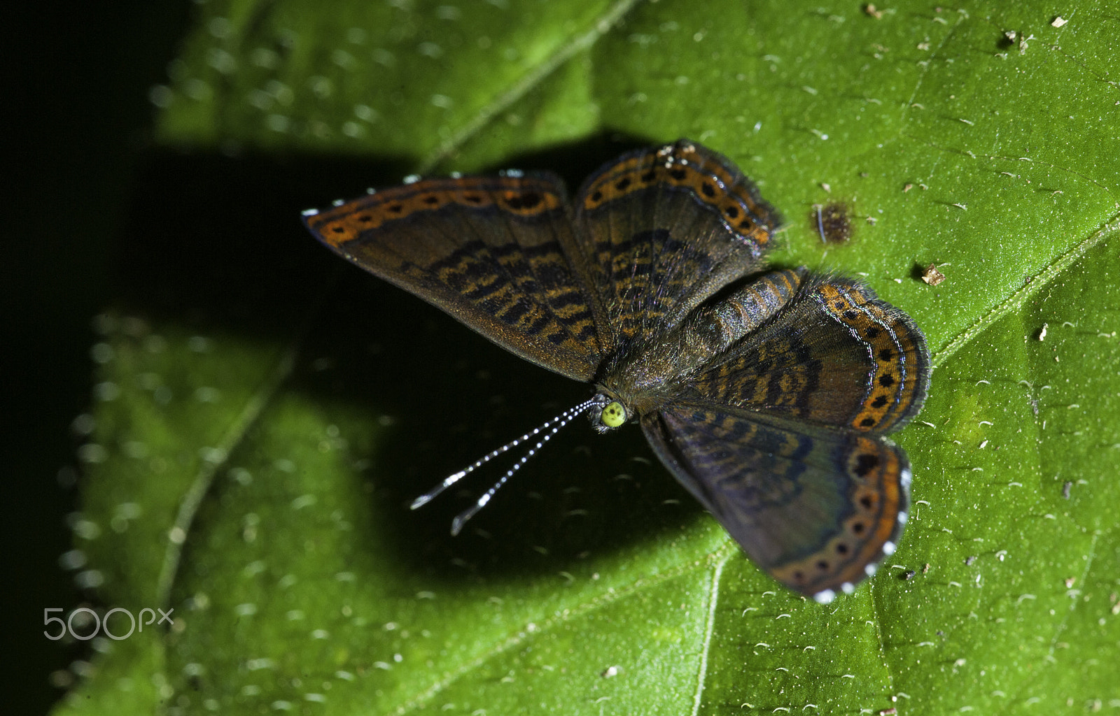 Nikon D3X sample photo. Chalodeta chaonitis photography