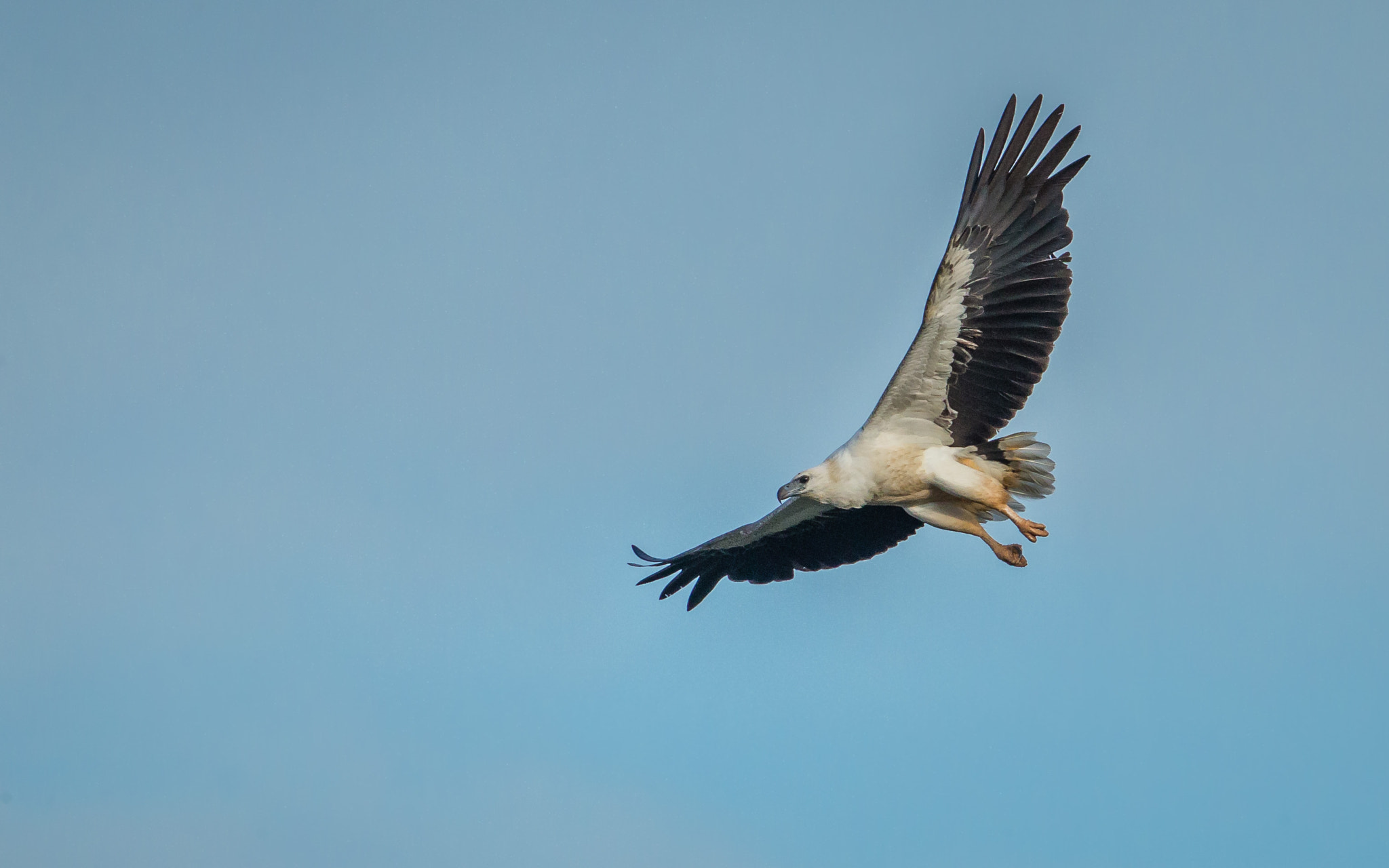 Canon EF 400mm F4 DO IS II USM sample photo. White bellied sea eagle photography