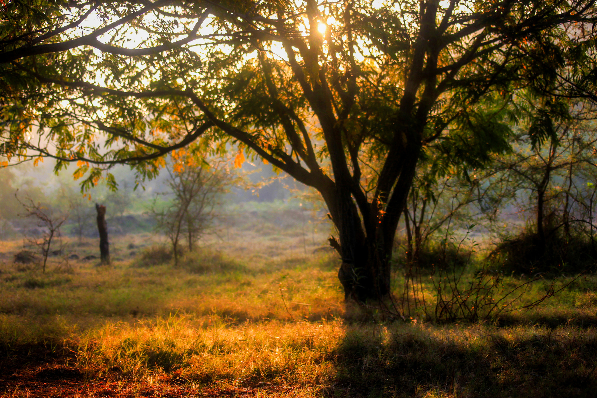 Canon EOS 500D (EOS Rebel T1i / EOS Kiss X3) + Sigma 55-200mm f/4-5.6 DC sample photo. A forest morning in golden hour photography