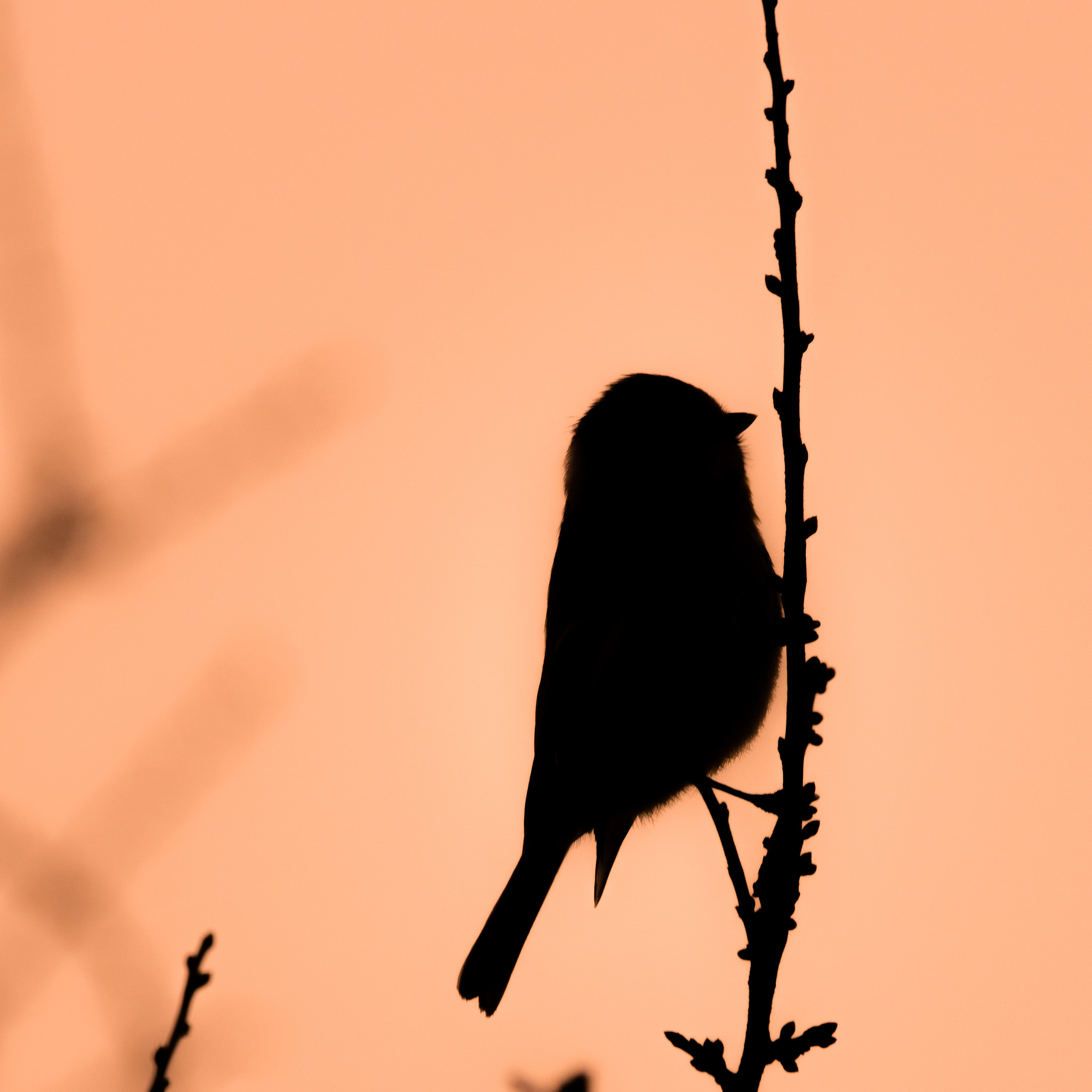 Sony ILCA-77M2 + Sony 70-400mm F4-5.6 G SSM sample photo. The bird photography