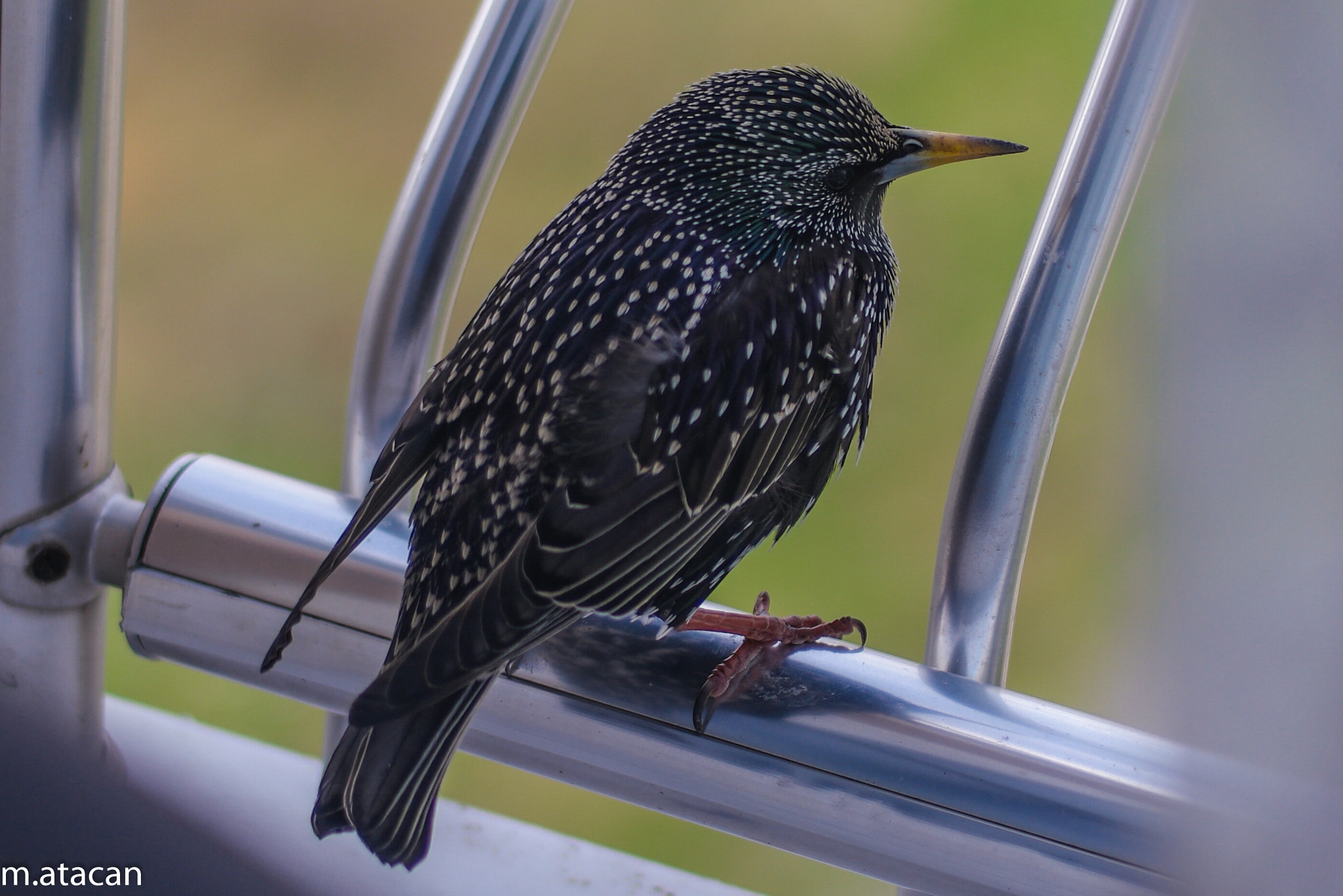 Samsung NX 45mm F1.8 sample photo. Common starling photography