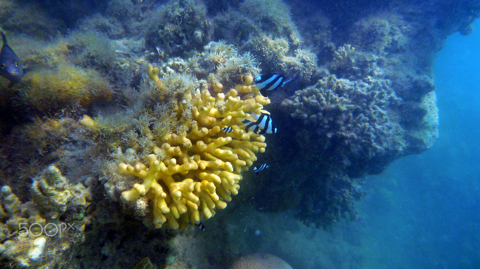 Panasonic DMC-FT3 sample photo. Yellow coral photography