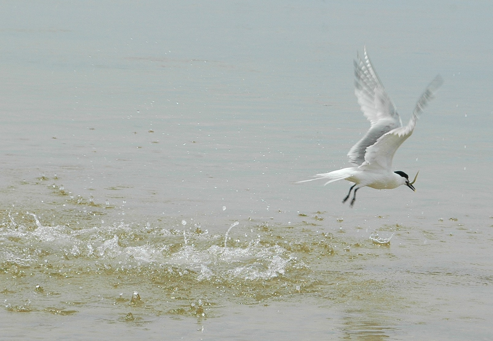 AF Zoom-Nikkor 28-85mm f/3.5-4.5 sample photo. Gull fishing photography