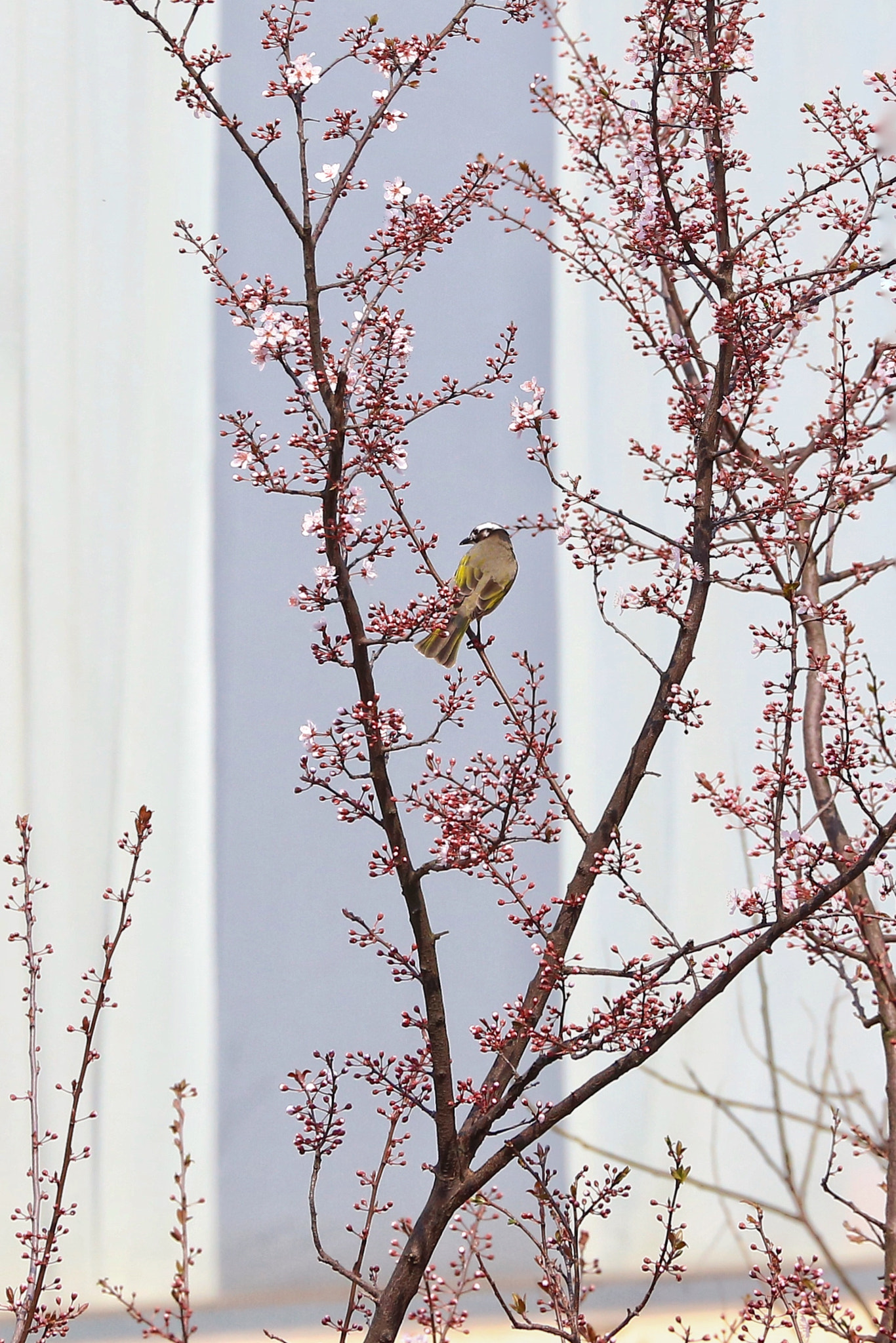 Canon EF 70-300mm F4-5.6L IS USM sample photo