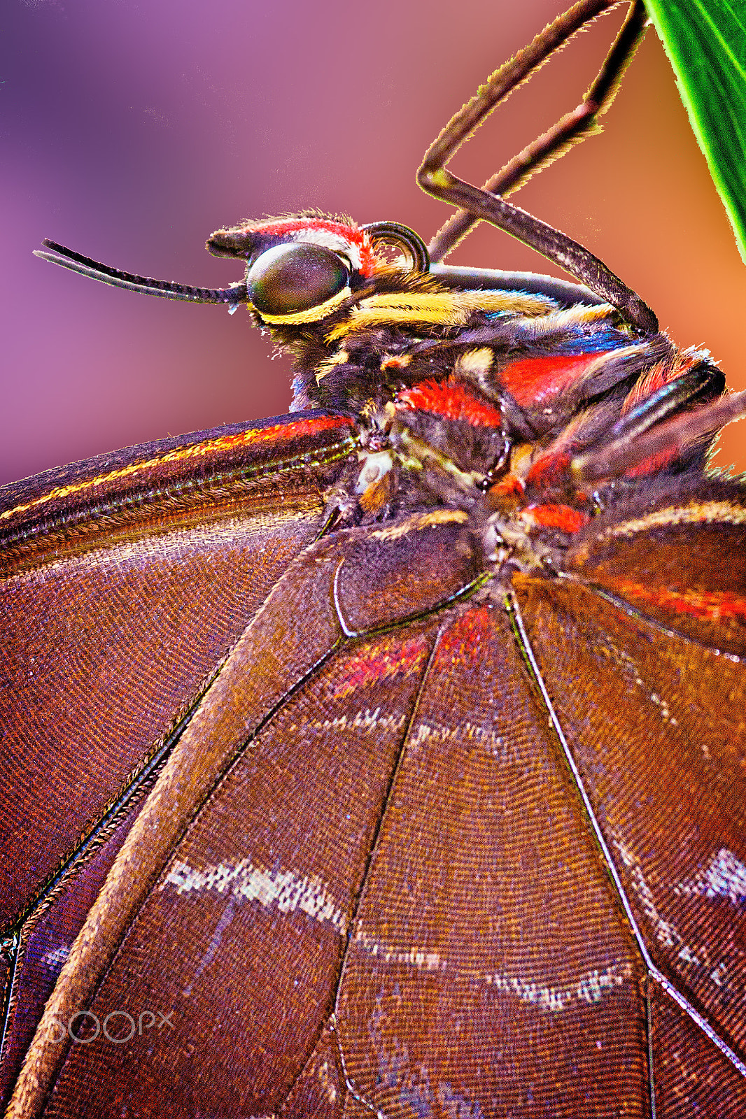 Canon EOS 50D + Sigma 105mm F2.8 EX DG Macro sample photo. Bug-eyed photography
