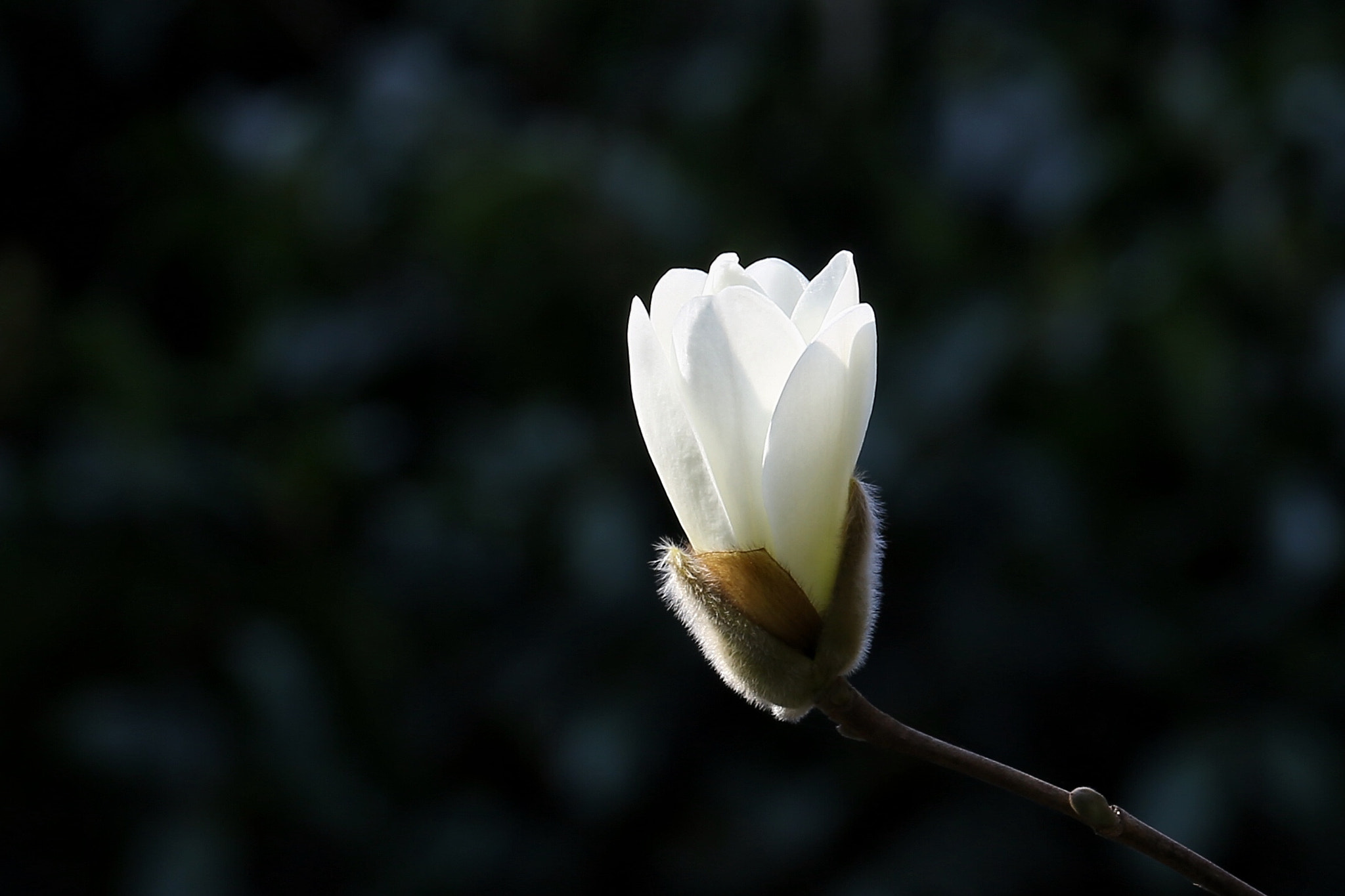 Canon EF 70-300mm F4-5.6L IS USM sample photo