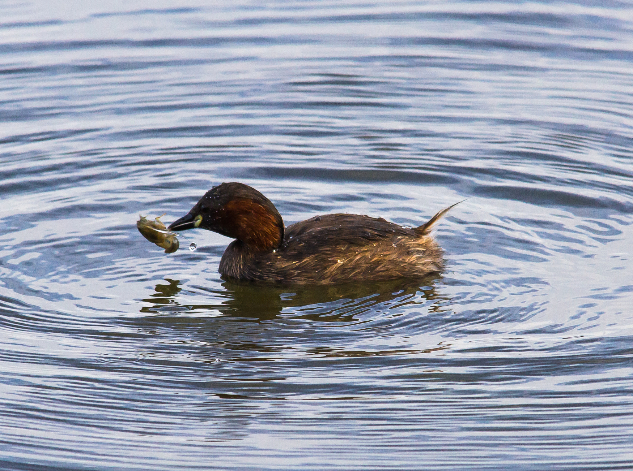 Sigma 150-500mm F5-6.3 DG OS HSM sample photo. Lunch time photography