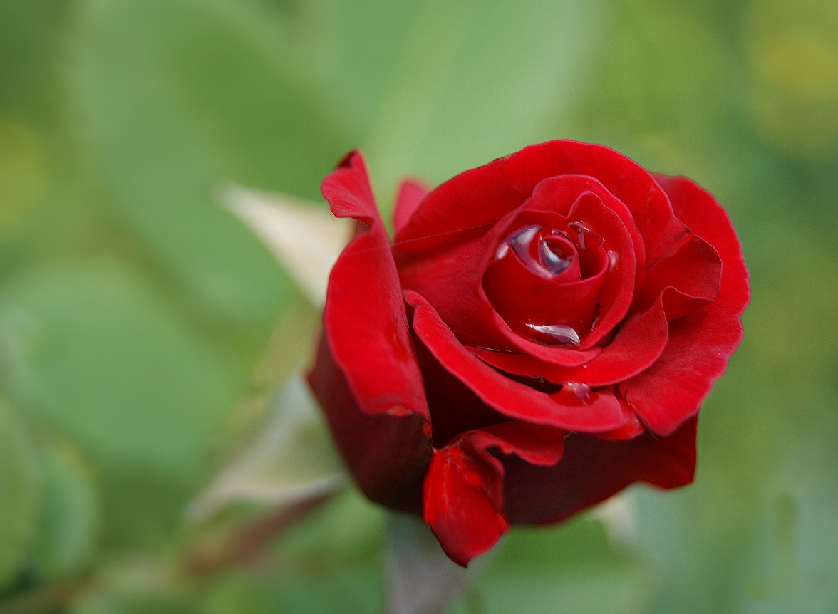 Sony Alpha DSLR-A290 + Sony DT 18-55mm F3.5-5.6 SAM sample photo. Roses are red ............ photography