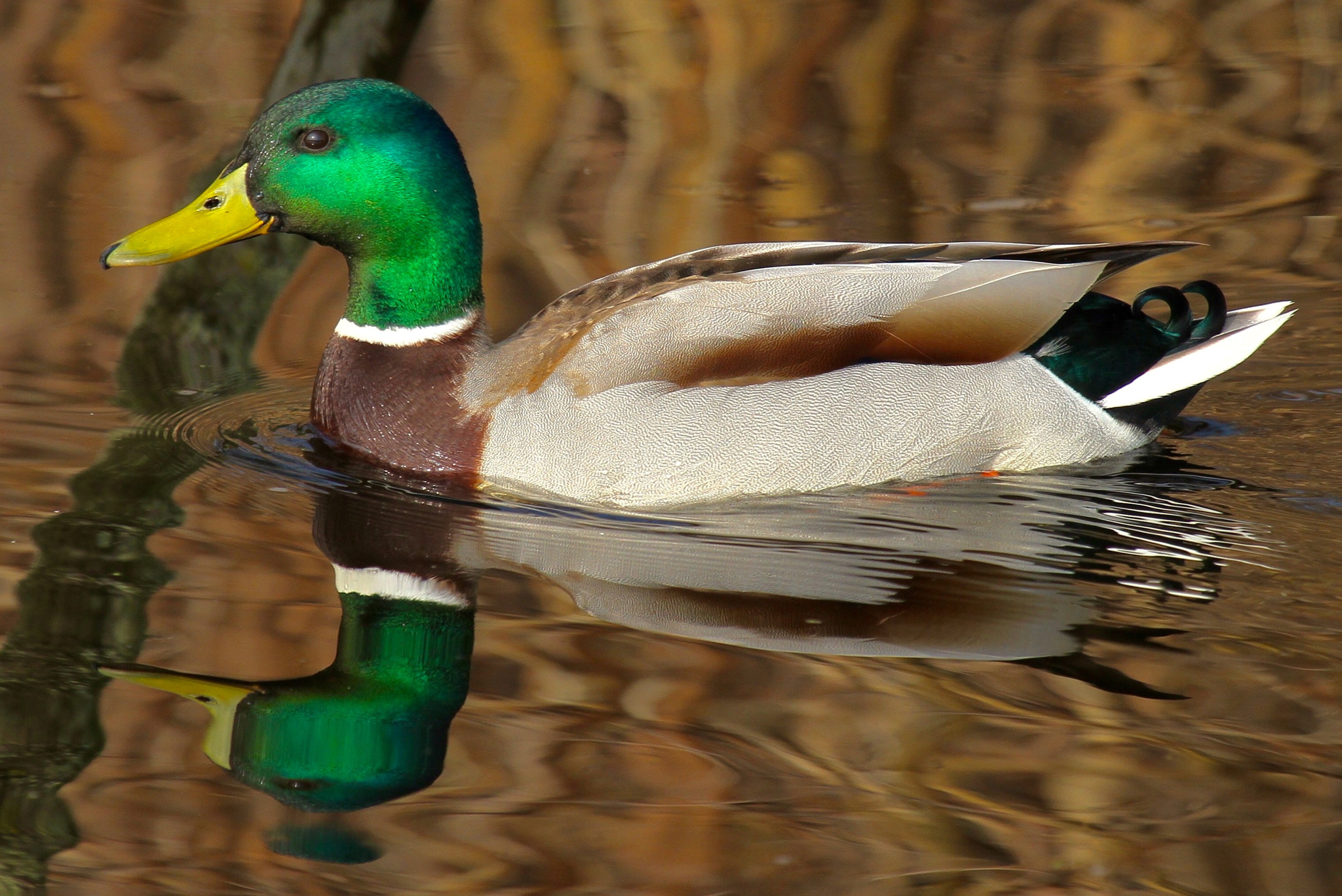 Canon EF 100-400mm F4.5-5.6L IS USM sample photo. Almost artificial;-) photography