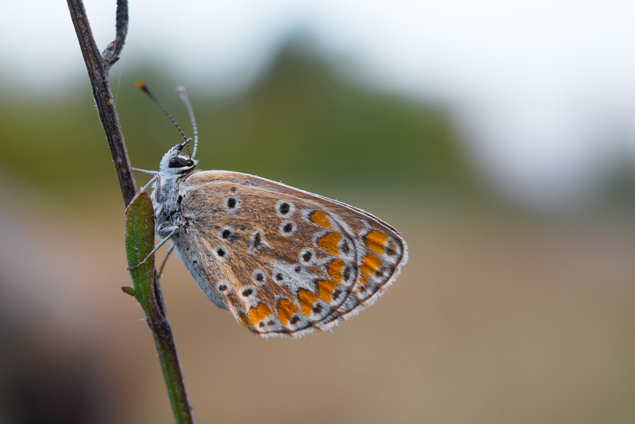 Nikon AF-S Micro-Nikkor 60mm F2.8G ED sample photo. Farfalla photography