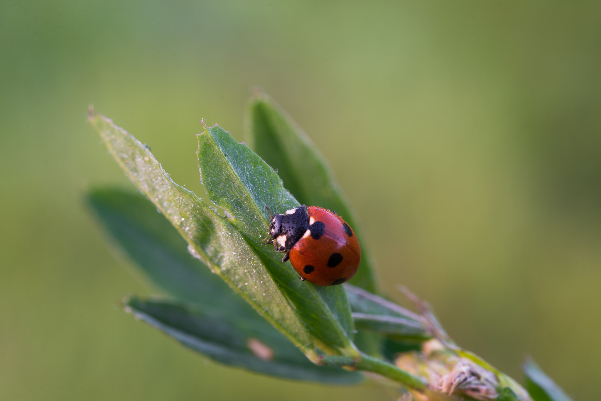 Nikon AF-S Micro-Nikkor 60mm F2.8G ED sample photo. Coccinella photography