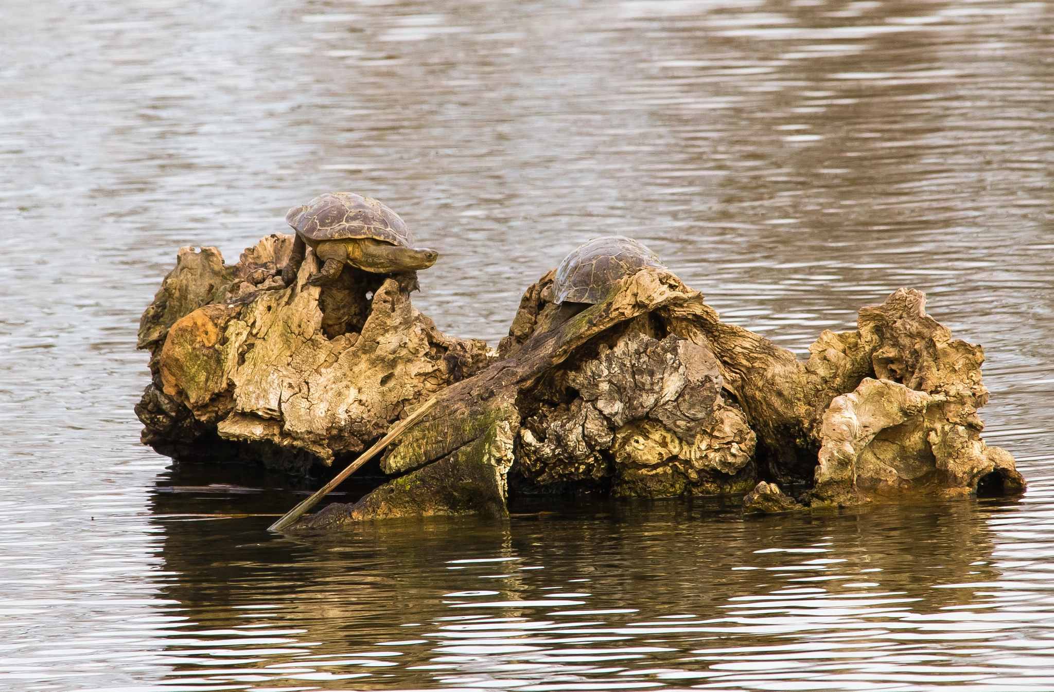 Sigma 150-500mm F5-6.3 DG OS HSM sample photo. Having sun photography