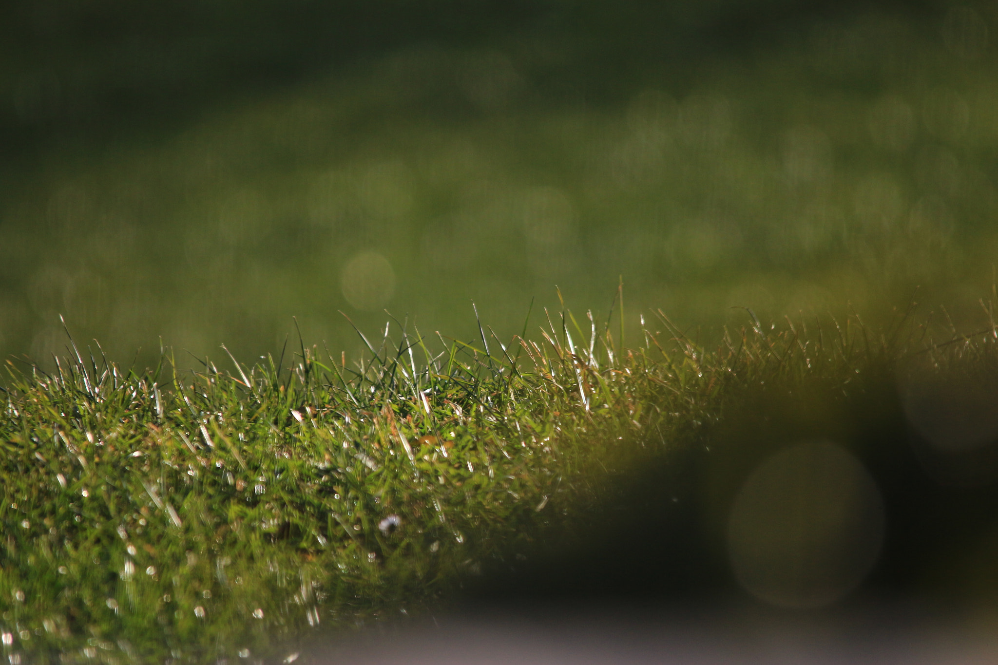 Sigma 150-500mm F5-6.3 DG OS HSM sample photo. Grassgreen photography