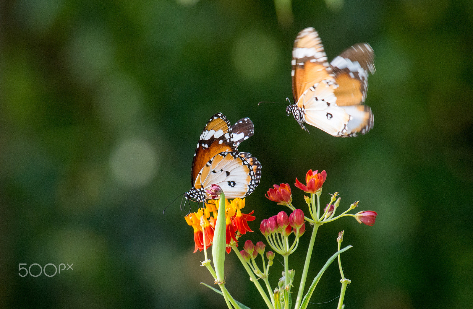 Olympus OM-D E-M5 sample photo. Dancing white tiger butterfly photography