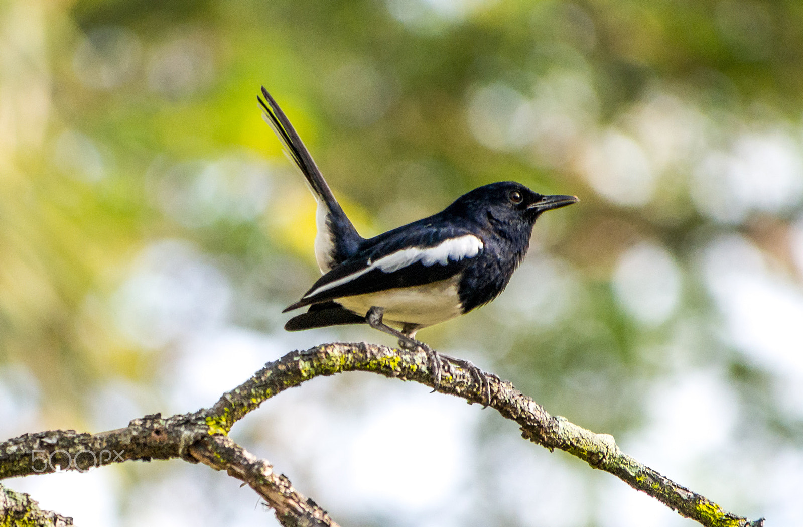 Olympus OM-D E-M5 sample photo. Magpie robin side profile photography