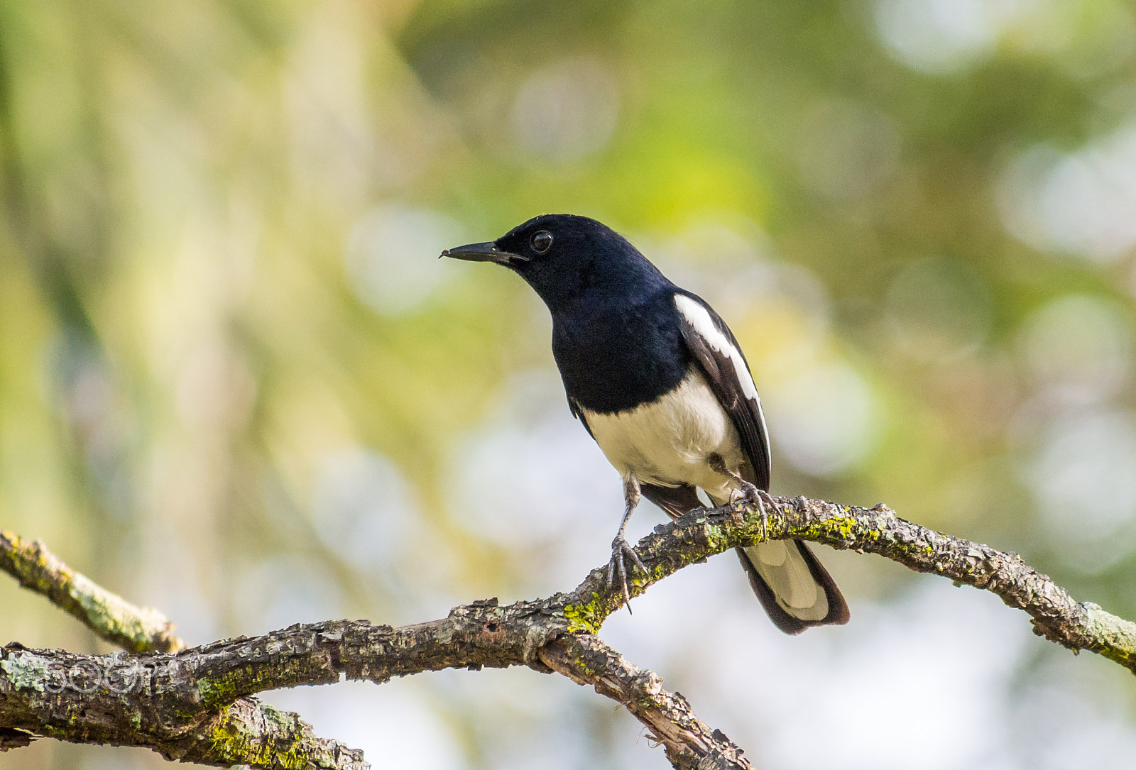 Olympus OM-D E-M5 sample photo. Magpie robin front profile photography