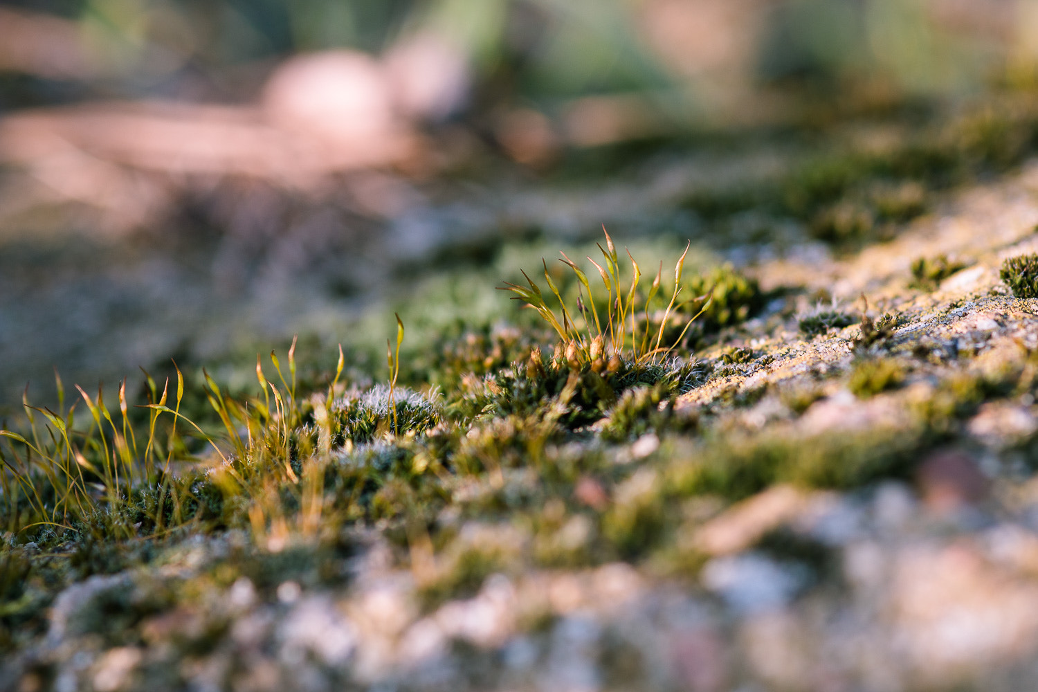 Canon EOS 70D + Sigma 105mm F2.8 EX DG Macro sample photo. Schwanenhals-sternmoos im abendlicht. photography