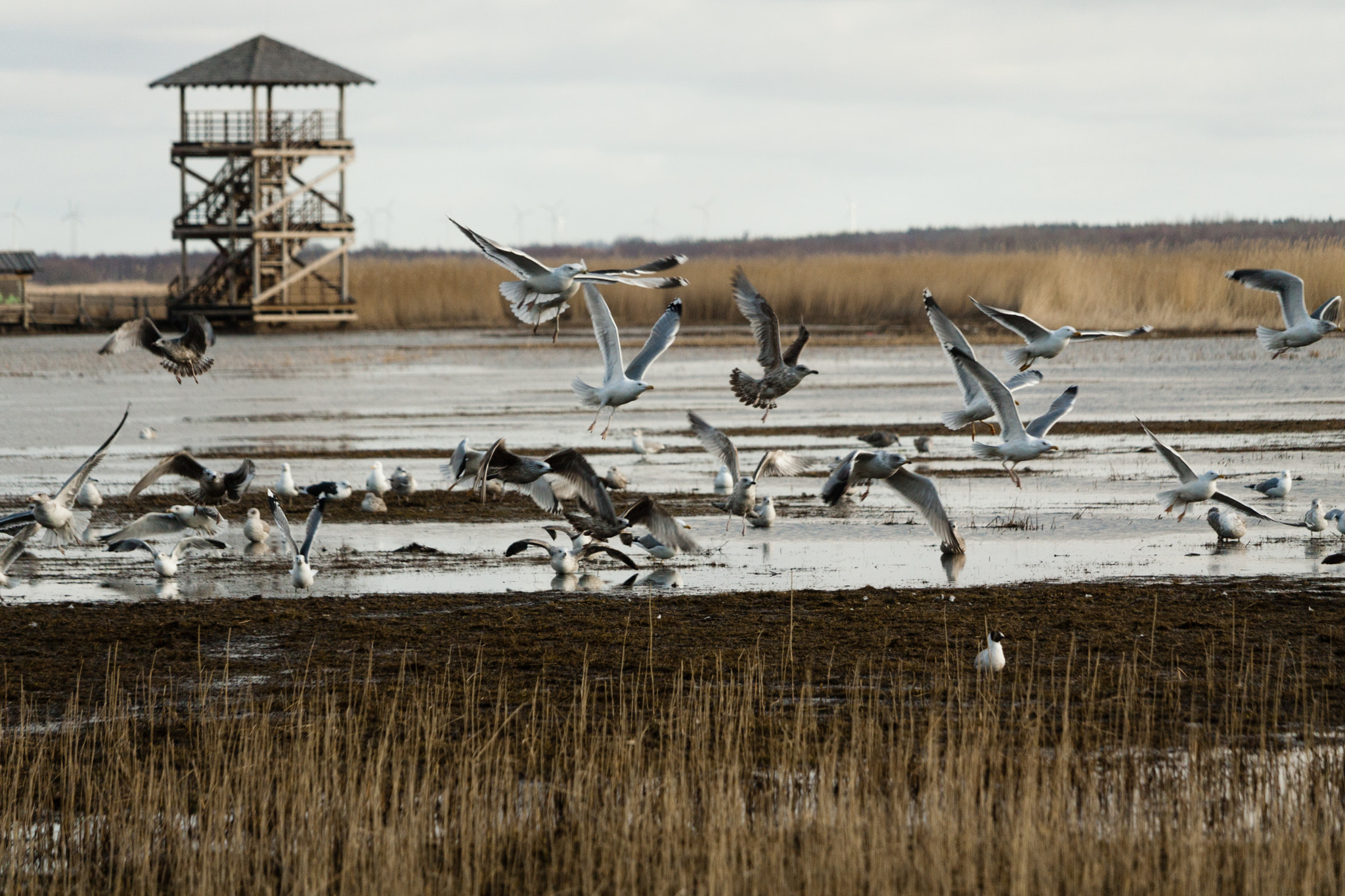 Canon EF-S 55-250mm F4-5.6 IS STM sample photo. Birds - flurry photography