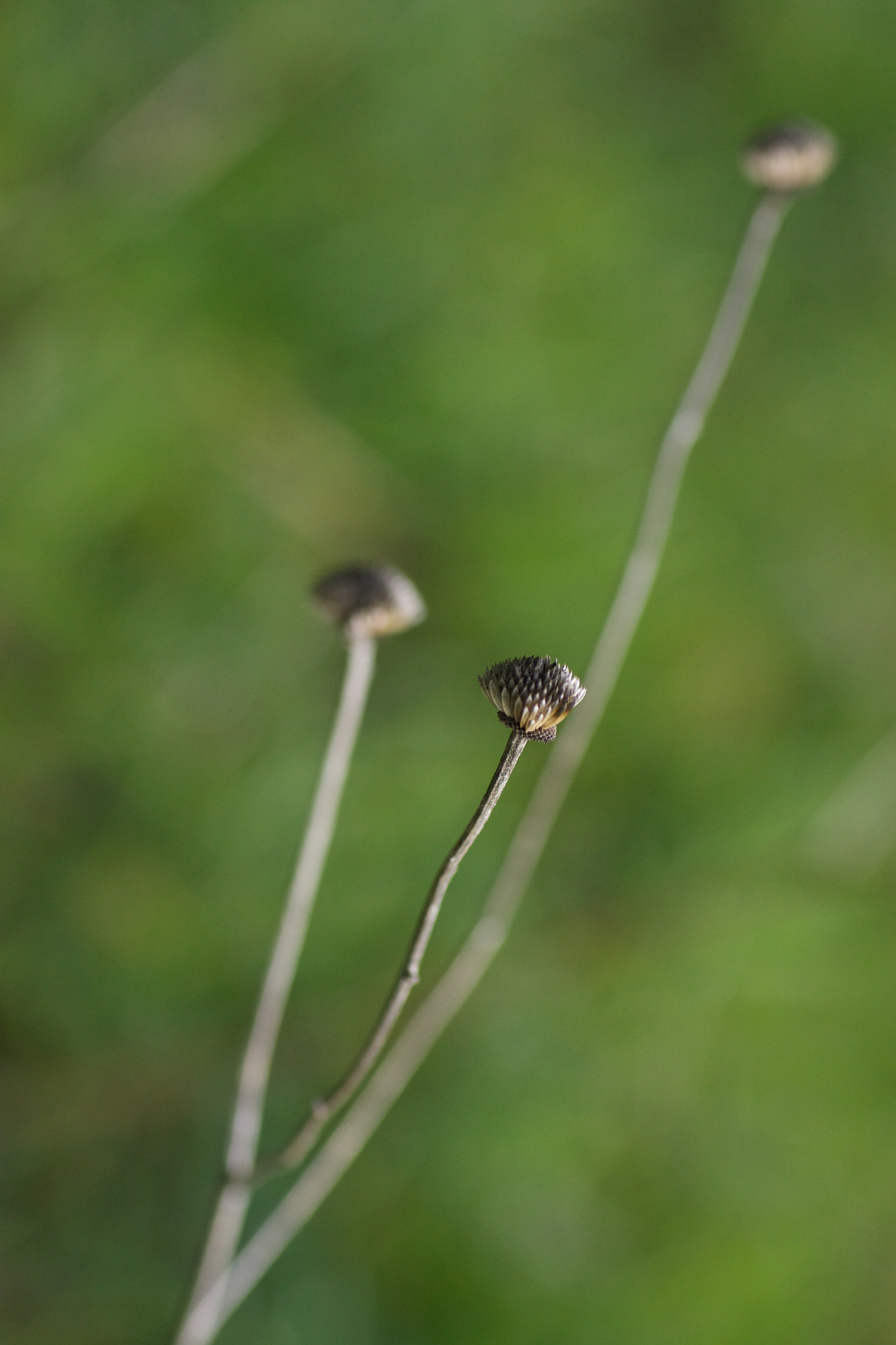 Canon EOS 40D + Tamron SP AF 90mm F2.8 Di Macro sample photo. In my garden photography