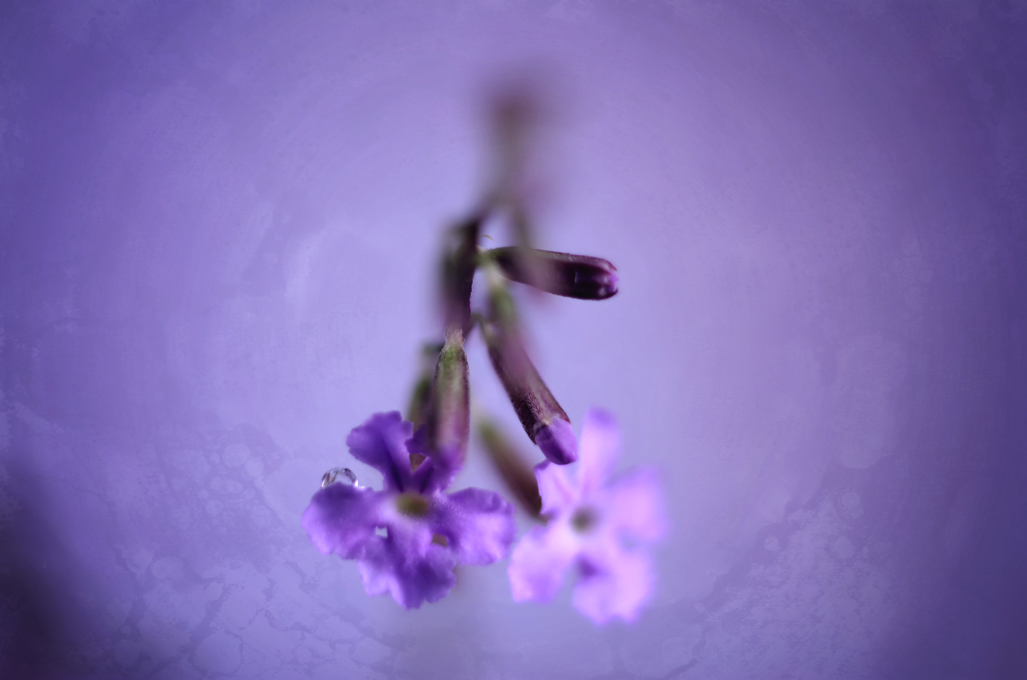 Canon EF 50mm F2.5 Macro sample photo. Marseilles photography