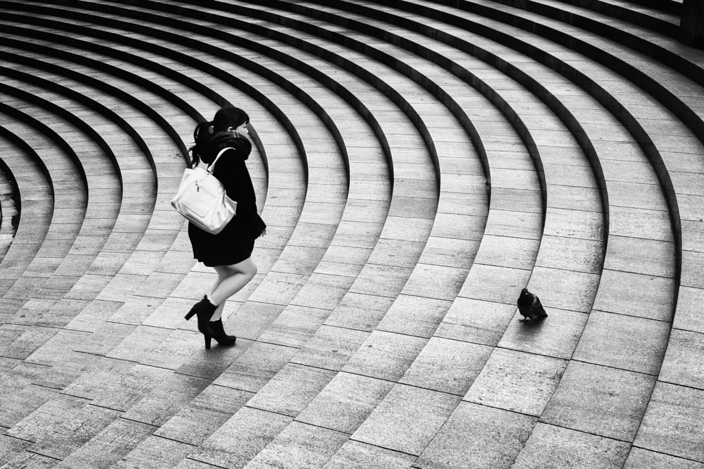 pigeon de Hiroharu Matsumoto en 500px.com