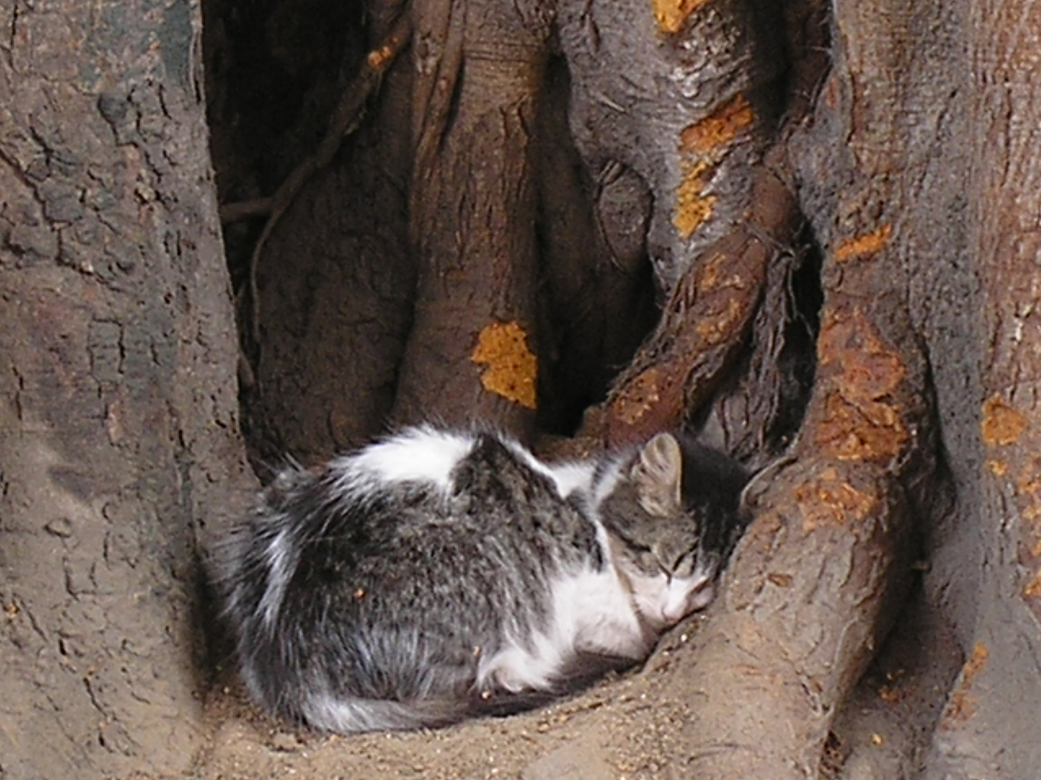 Olympus C180,D435 sample photo. Sleepy kitty... purr purr purr photography